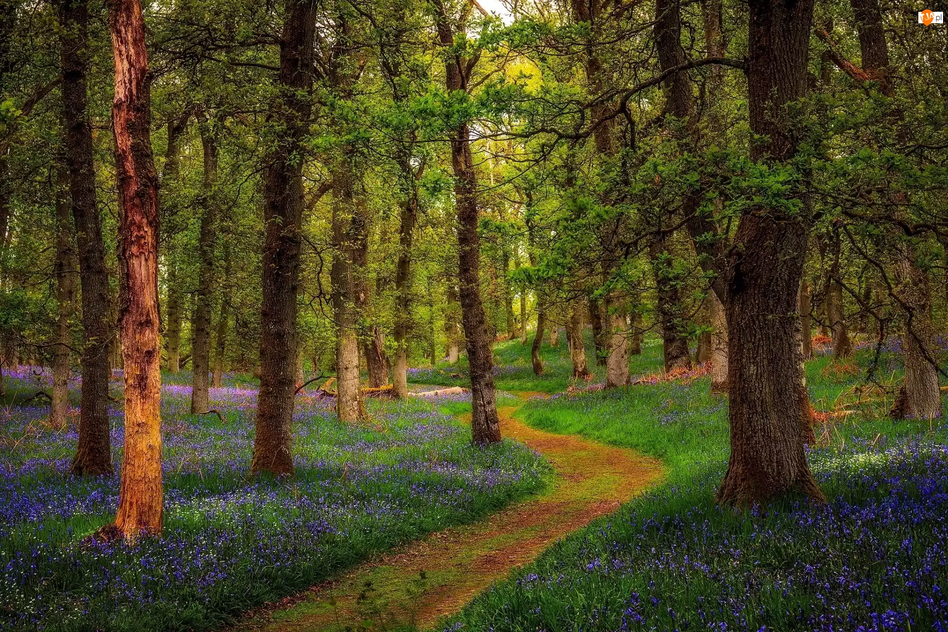 Ścieżka, Kwiaty, Drzewa, Las, Wiosna