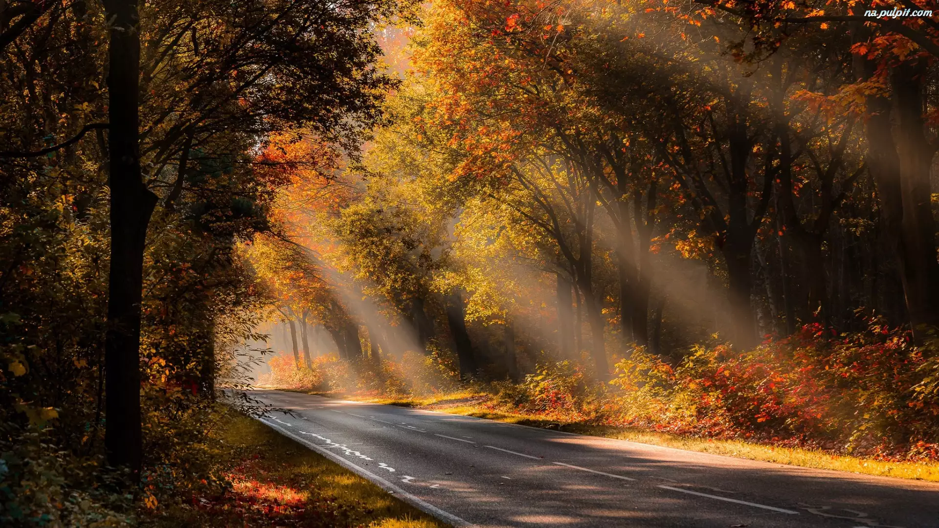 Las, Przebijające światło, Jesień, Droga, Drzewa