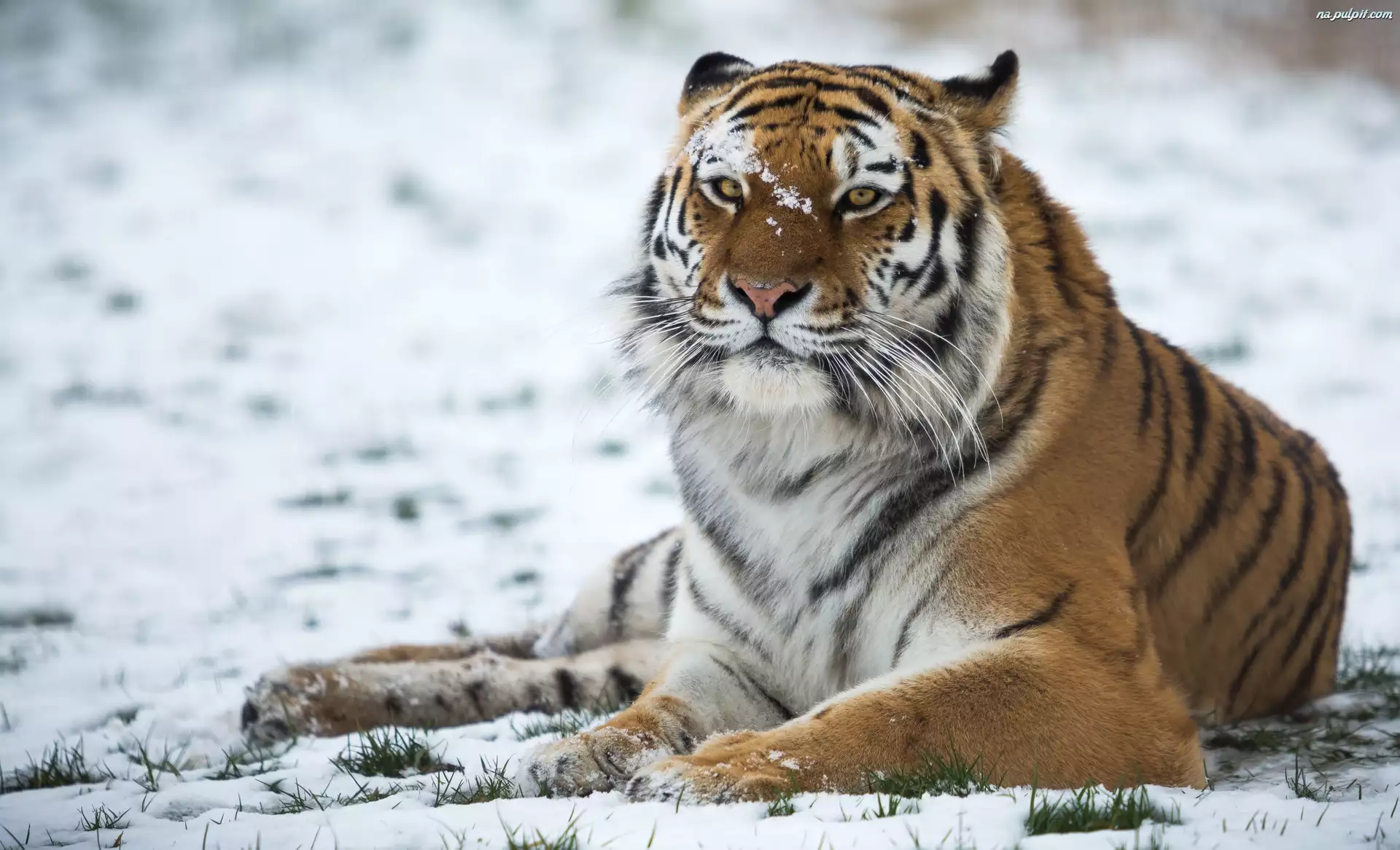 Śnieg, Leżący, Tygrys, Zima
