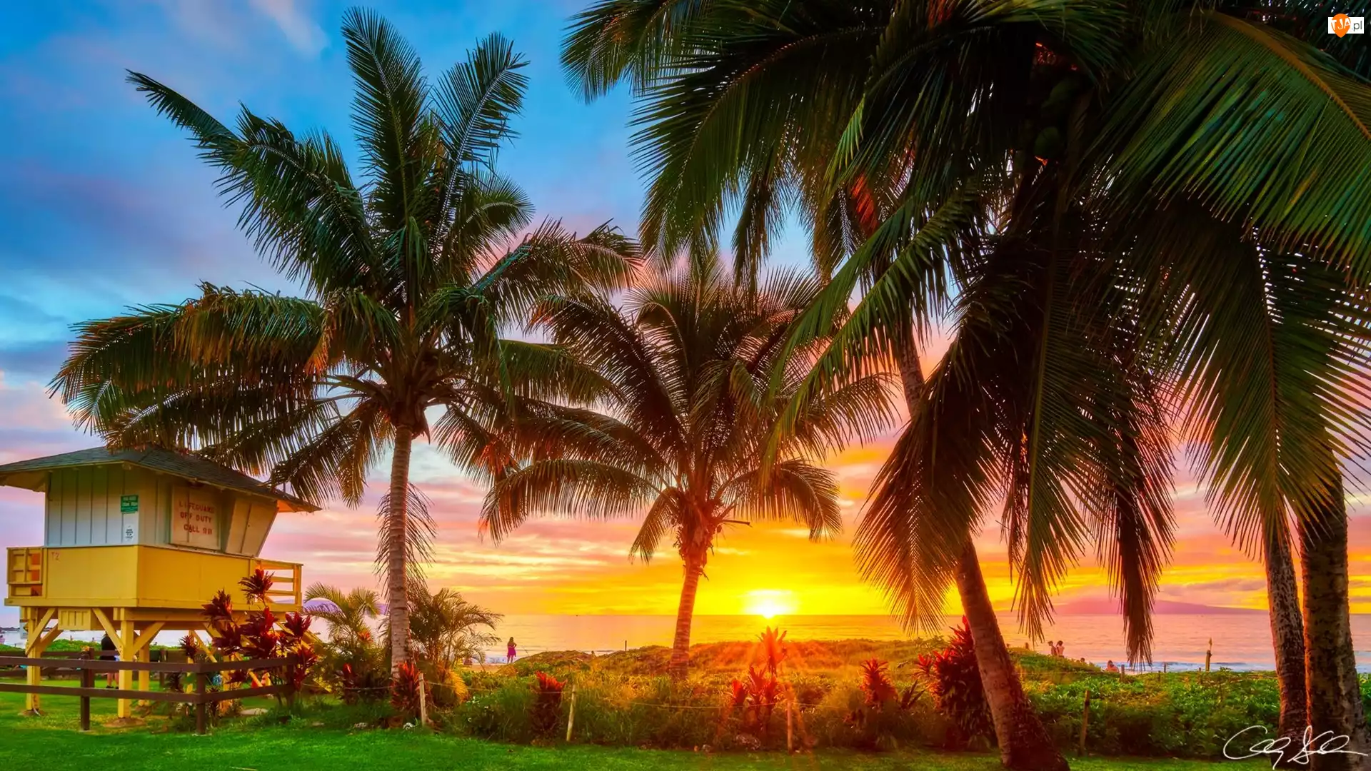 Palmy, Wieża ratownicza, Morze, Hawaje, Wschód słońca