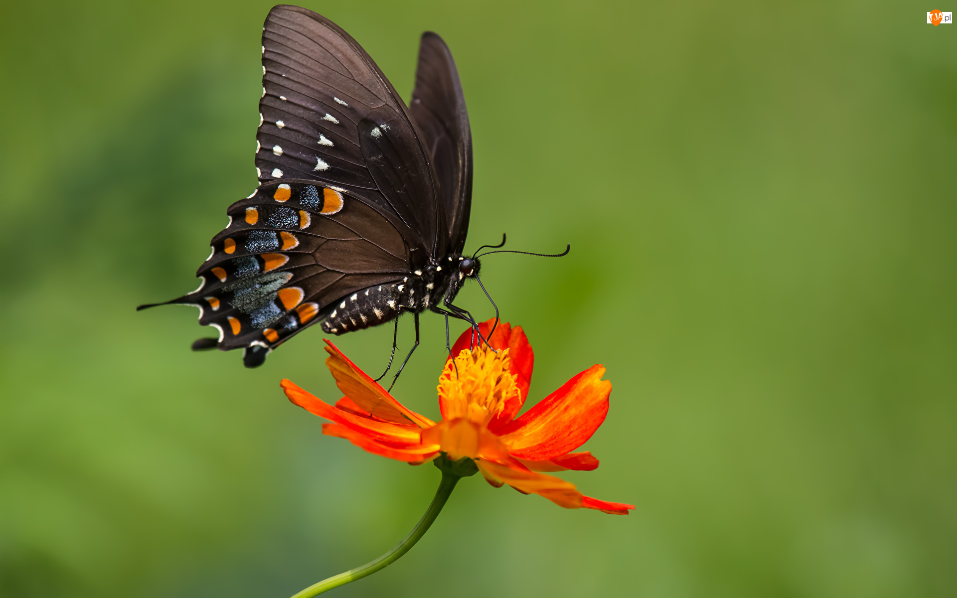 Paź, Papilio polyxenes, Rozmycie, Motyl, Cynia, Kwiat, Kolorowy