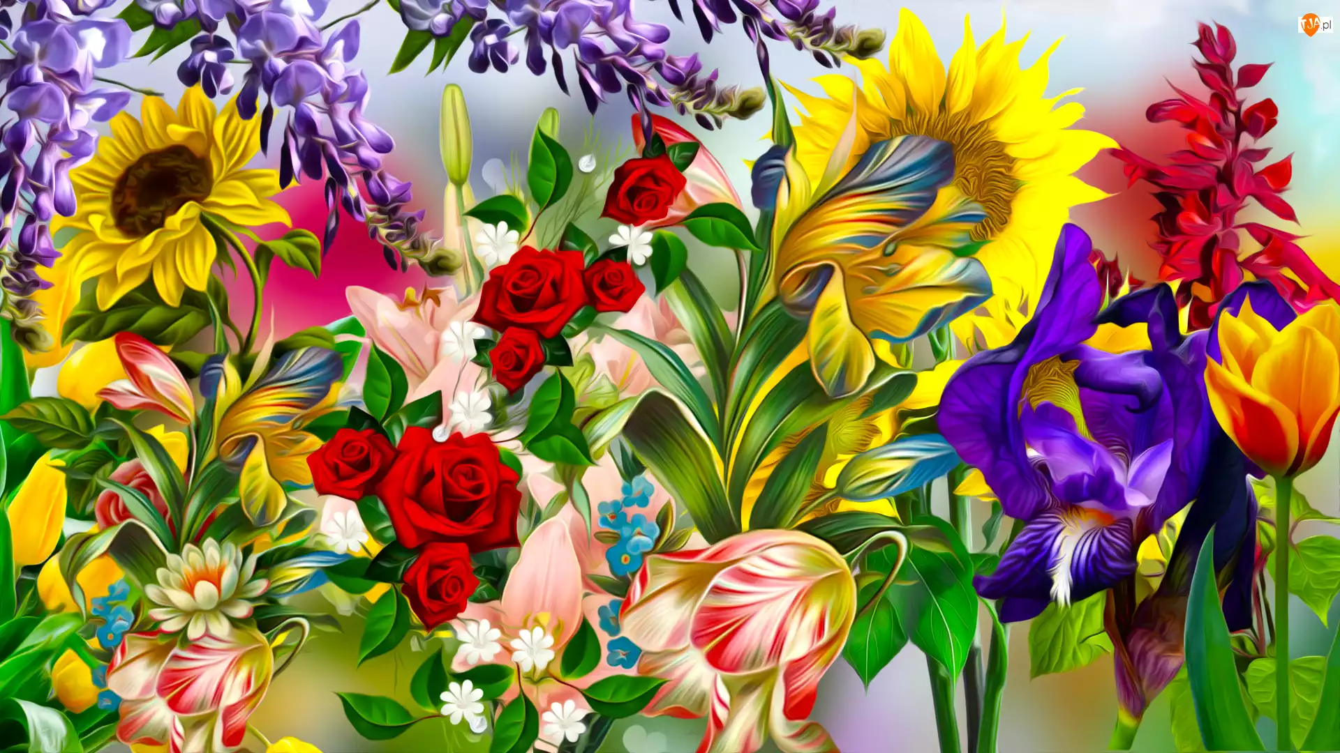 Glicynia, Kwiaty, Tulipany, Irys, Kolorowe, Róże, Grafika, Słonecznik