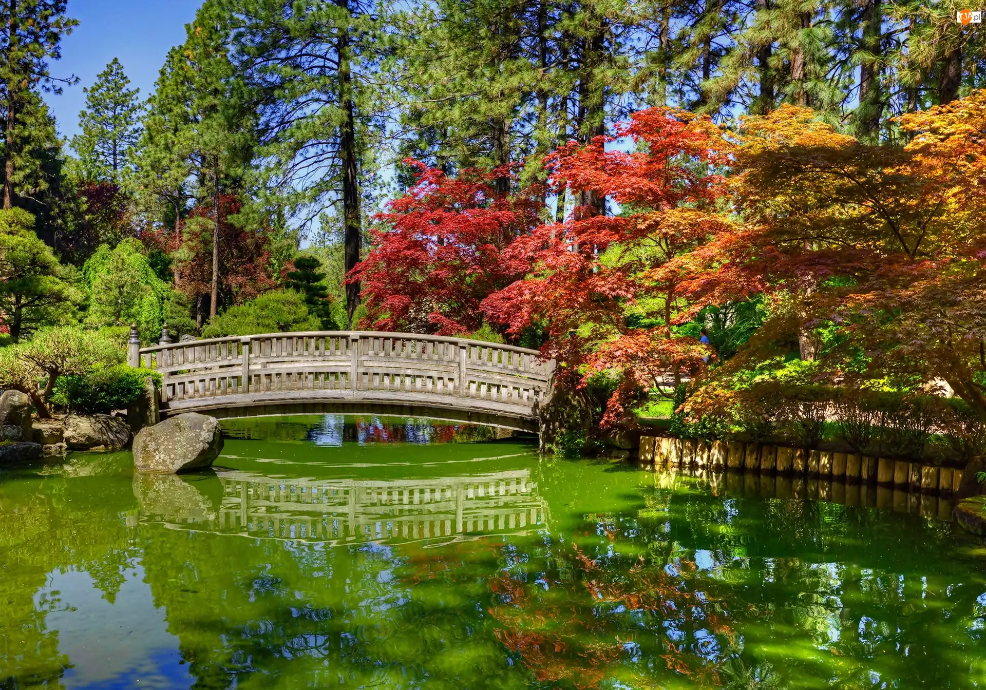 Ogród japoński, Staw, Stany Zjednoczone, Ogród Nishinomiya Tsutakawa Japanese Garden, Stan Waszyngton, Miasto Spokane, Mostek