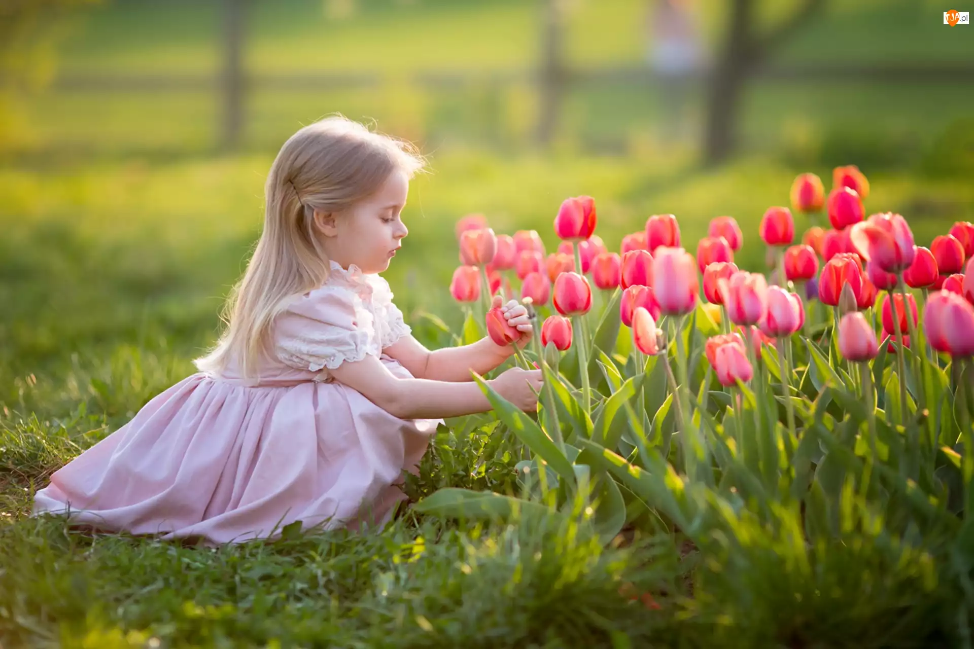 Tulipany, Dziewczynka, Blondynka