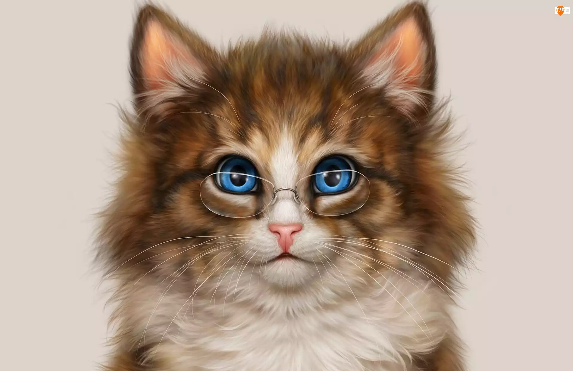 Niebieskie, Spojrzenie, Okulary, Kot, Oczy