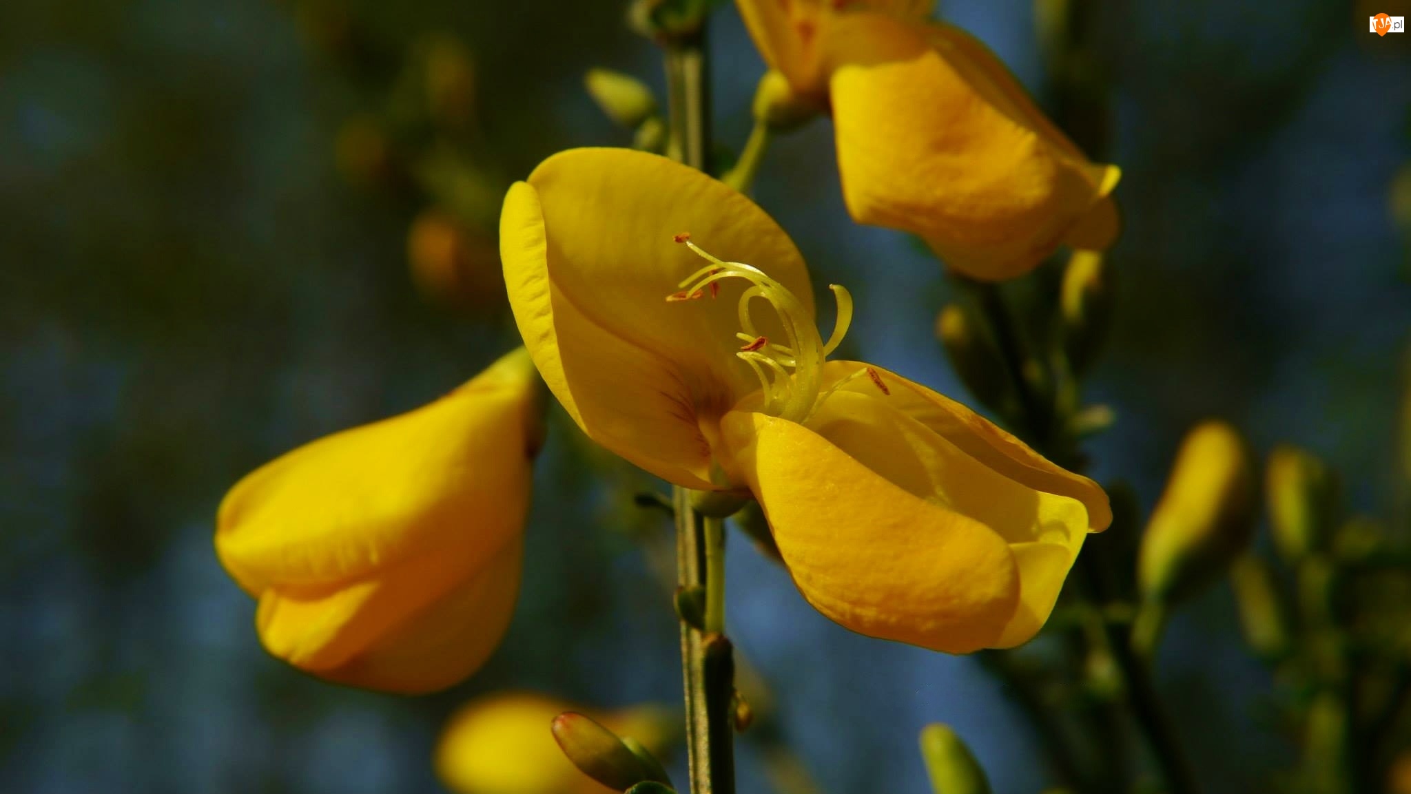 Żarnowiec miotlasty, Żółty, Kwiatek