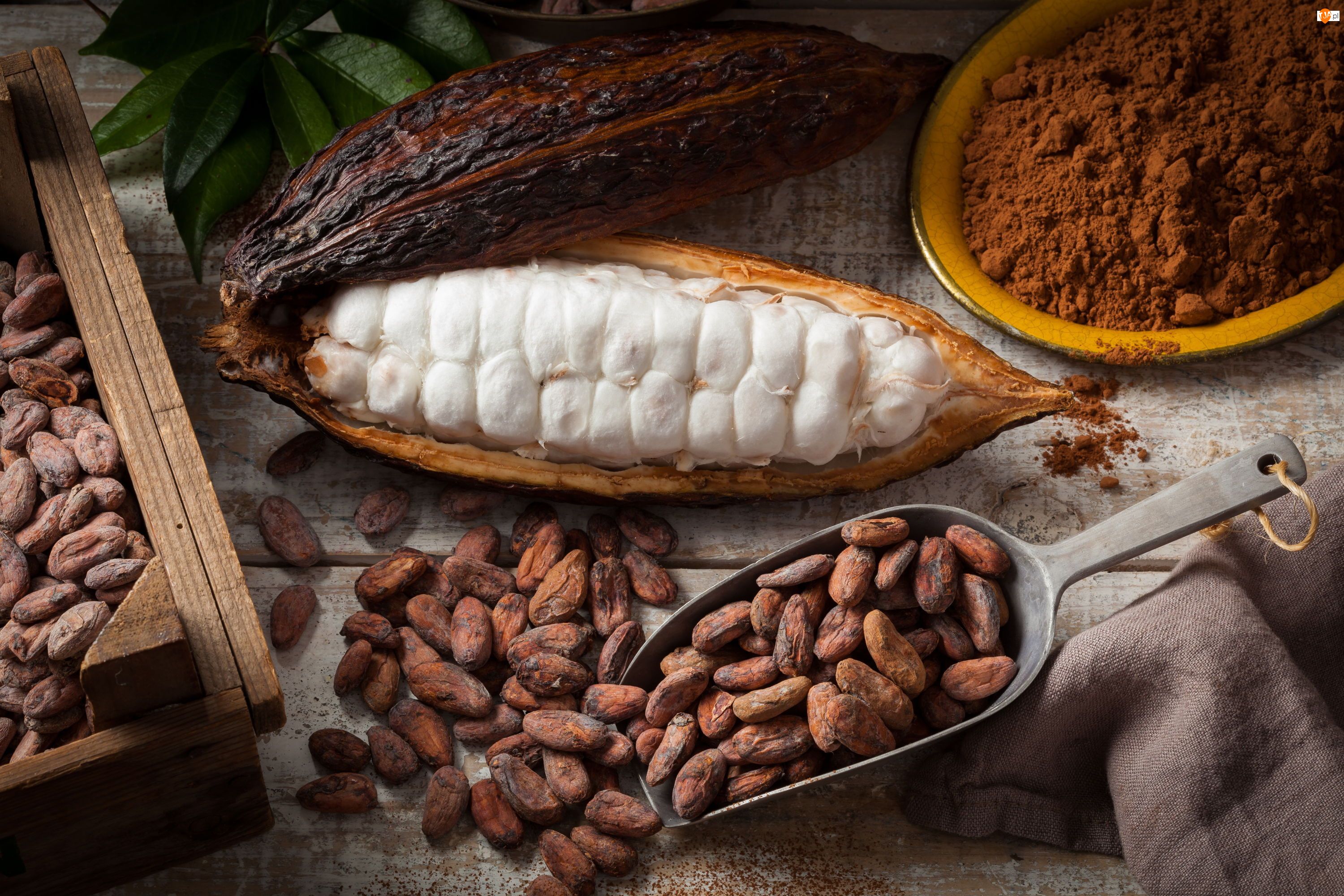 Nasiona, Kakao, Owoc kakaowca