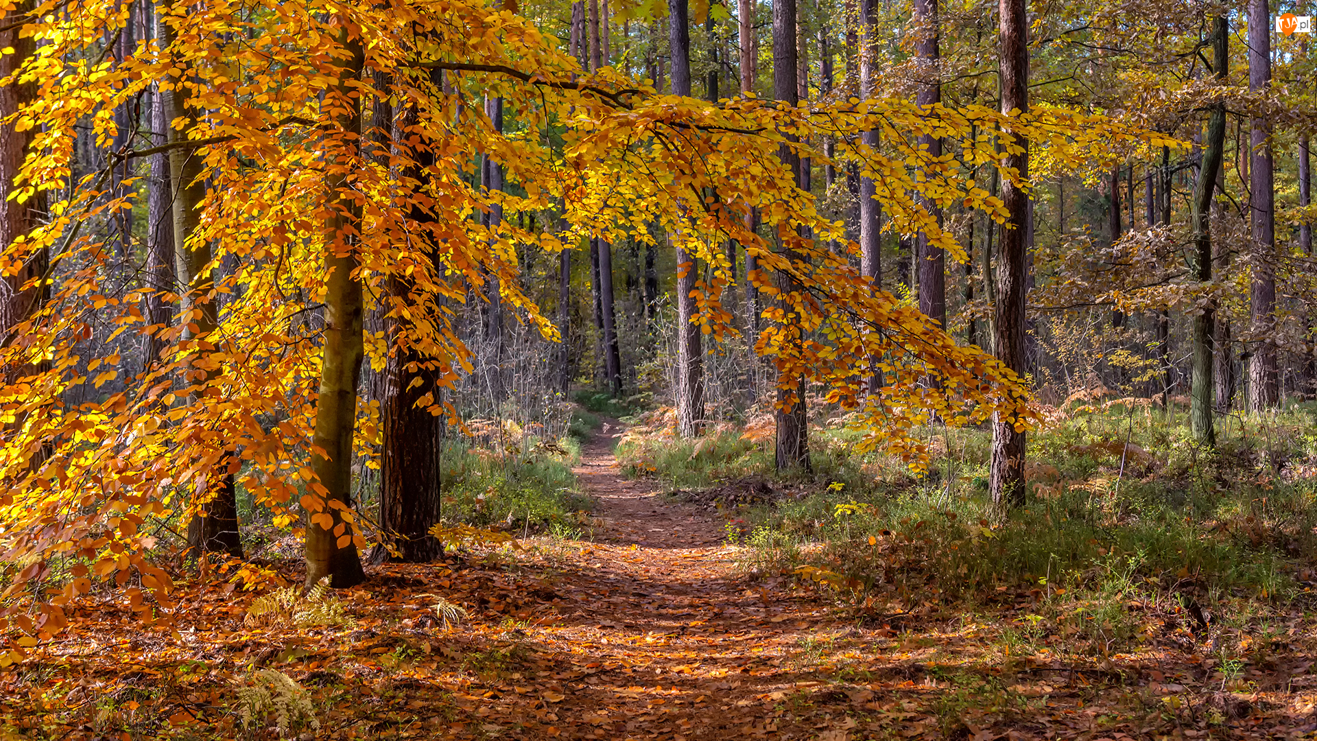 Jesień, Drzewa, Las, Ścieżka
