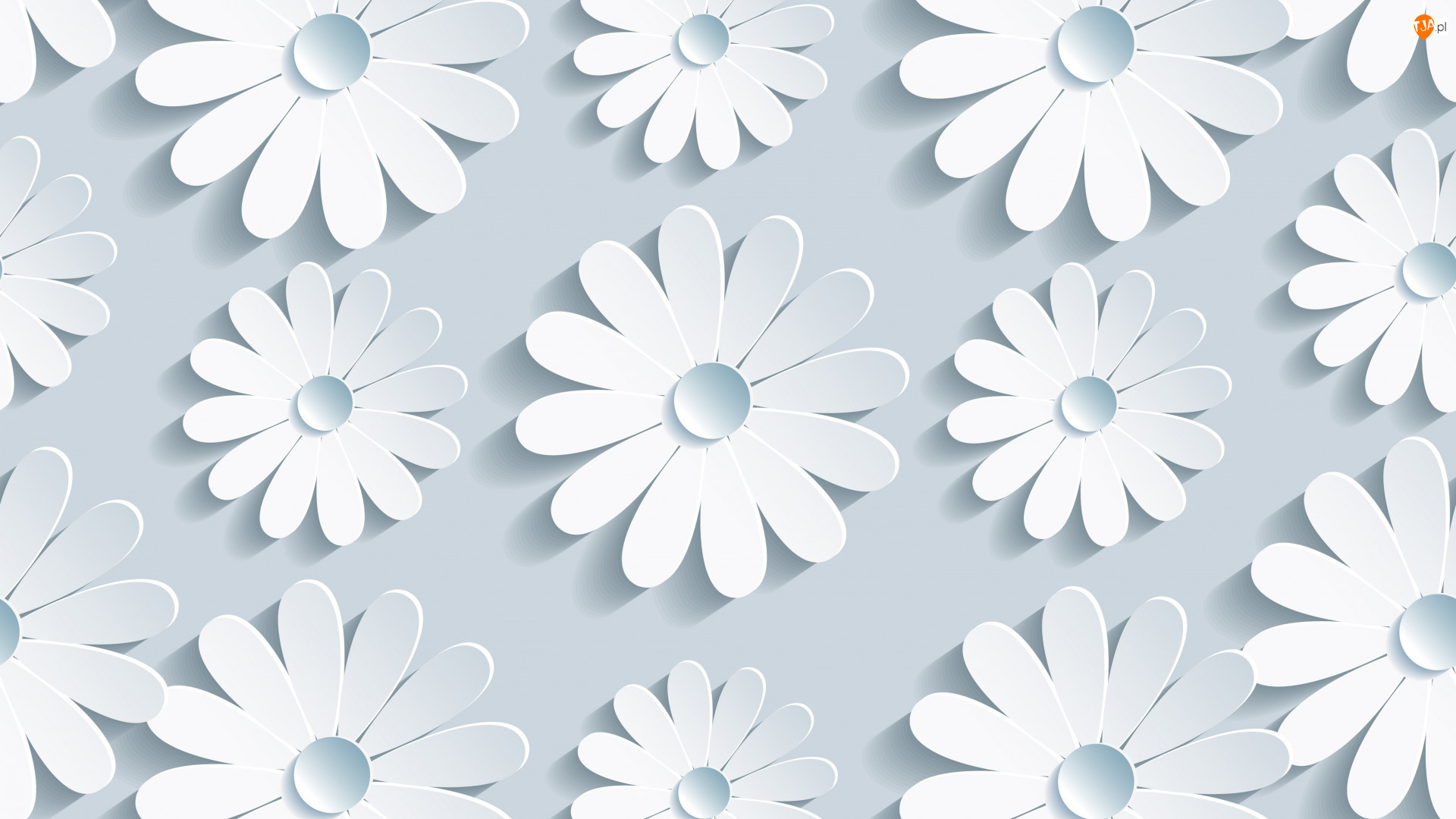 Tekstura, Białe, Kwiaty