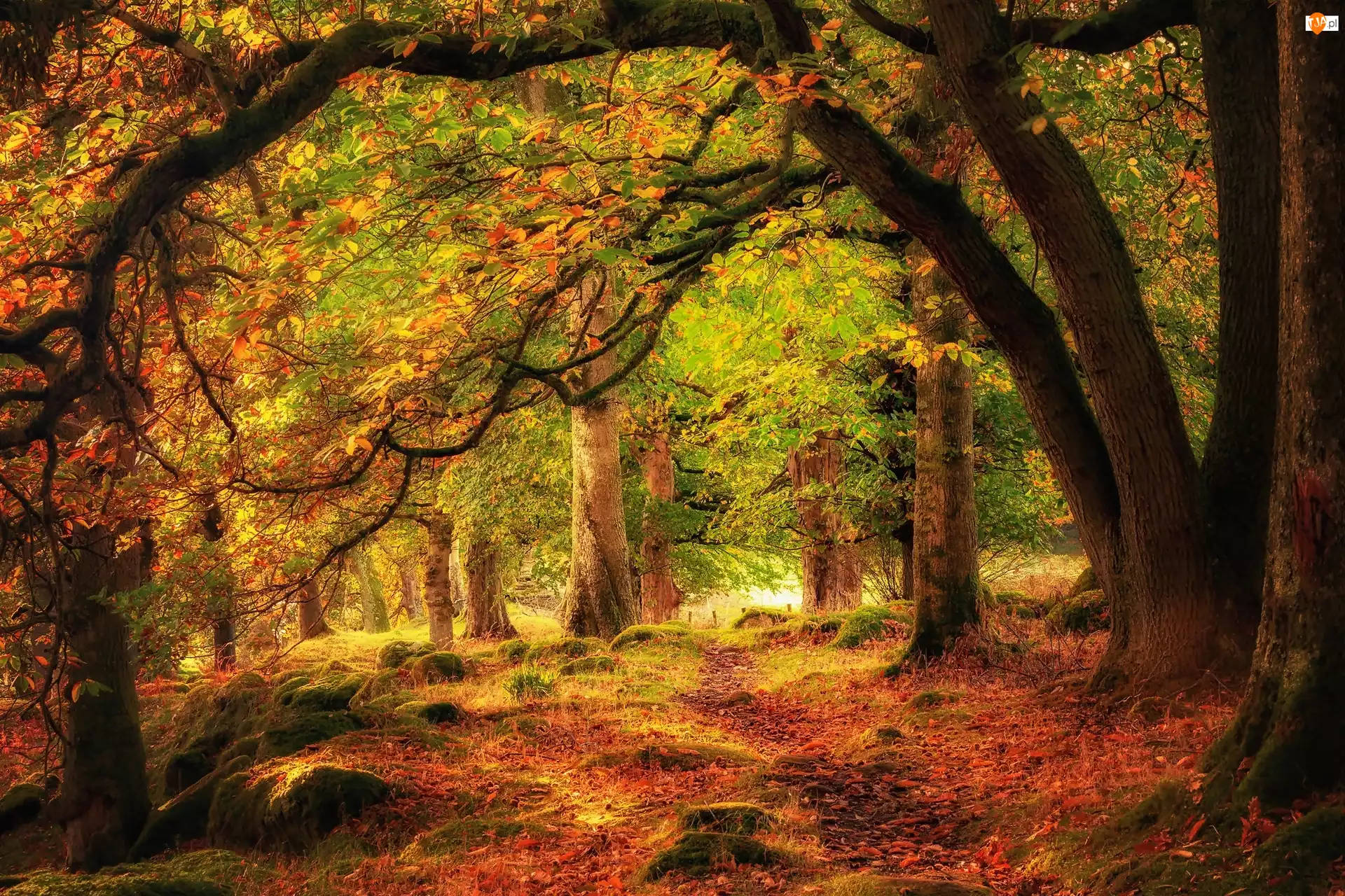 Ścieżka, Jesień, Drzewa, Las, Kamienie