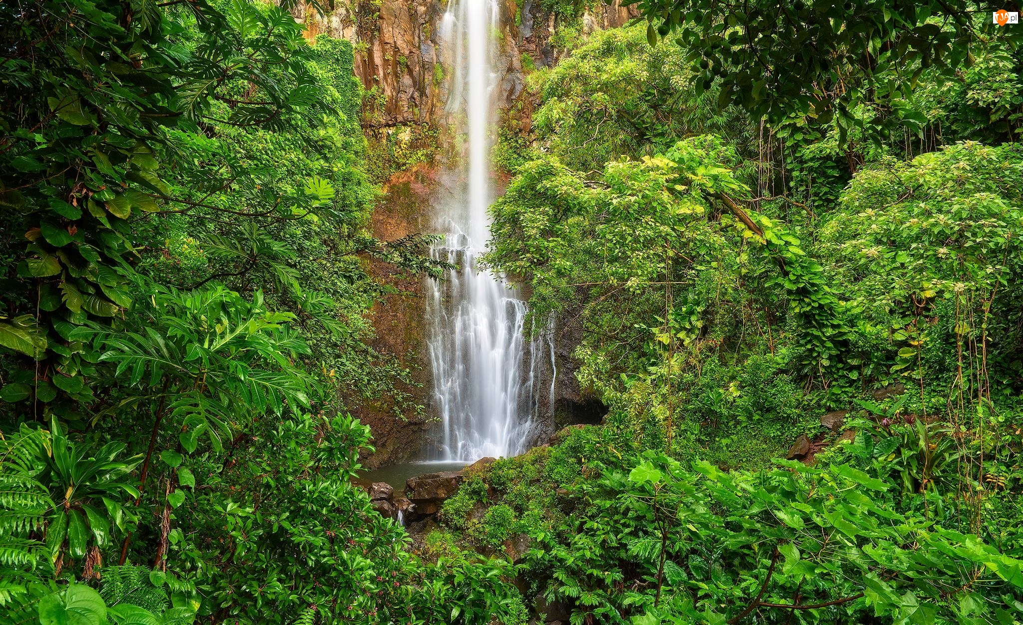 Park Narodowy Haleakala, Wodospad Waimoku Falls, Hawaje, Roślinność, Wyspa Maui, Drzewa