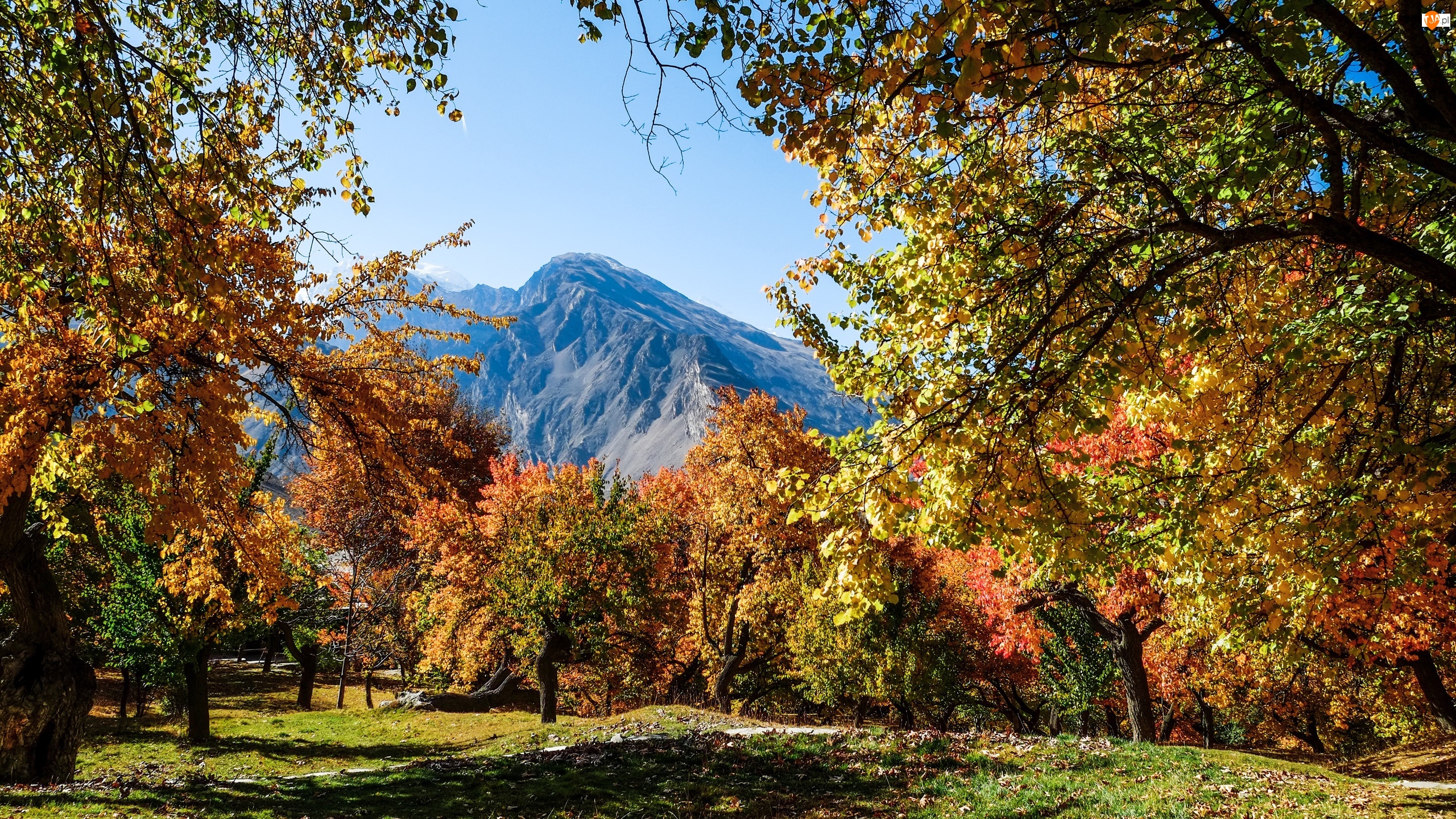 Góry Karakorum, Drzewa, Jesień, Pakistan, Park, Gilgit-Baltistan