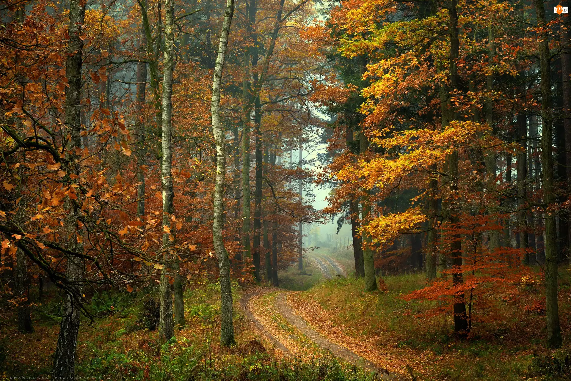 Drzewa, Las, Liście, Mgła, Ścieżka, Jesień