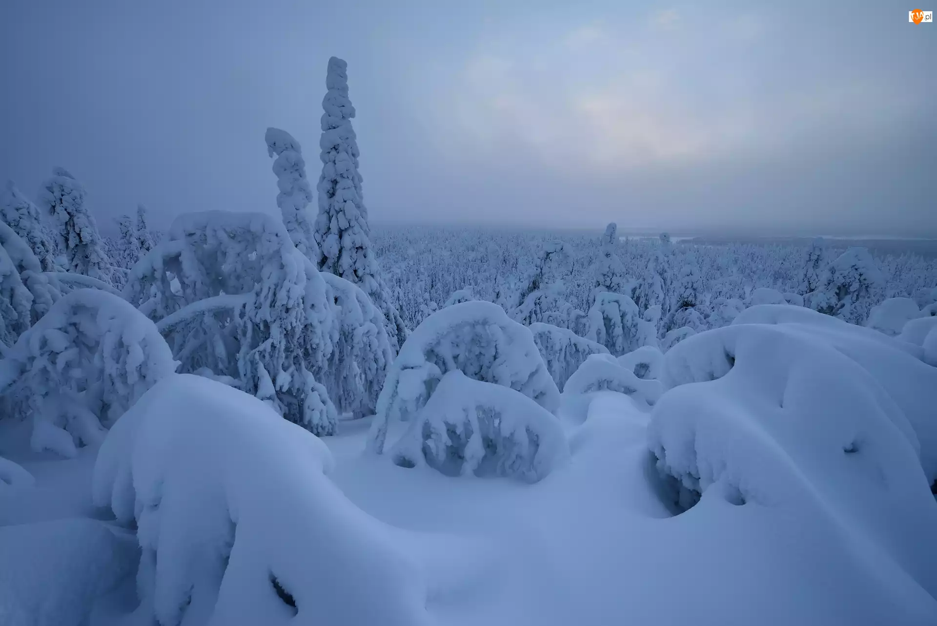 Ośnieżone, Zima, Rezerwat Valtavaara, Finlandia, Drzewa, Laponia