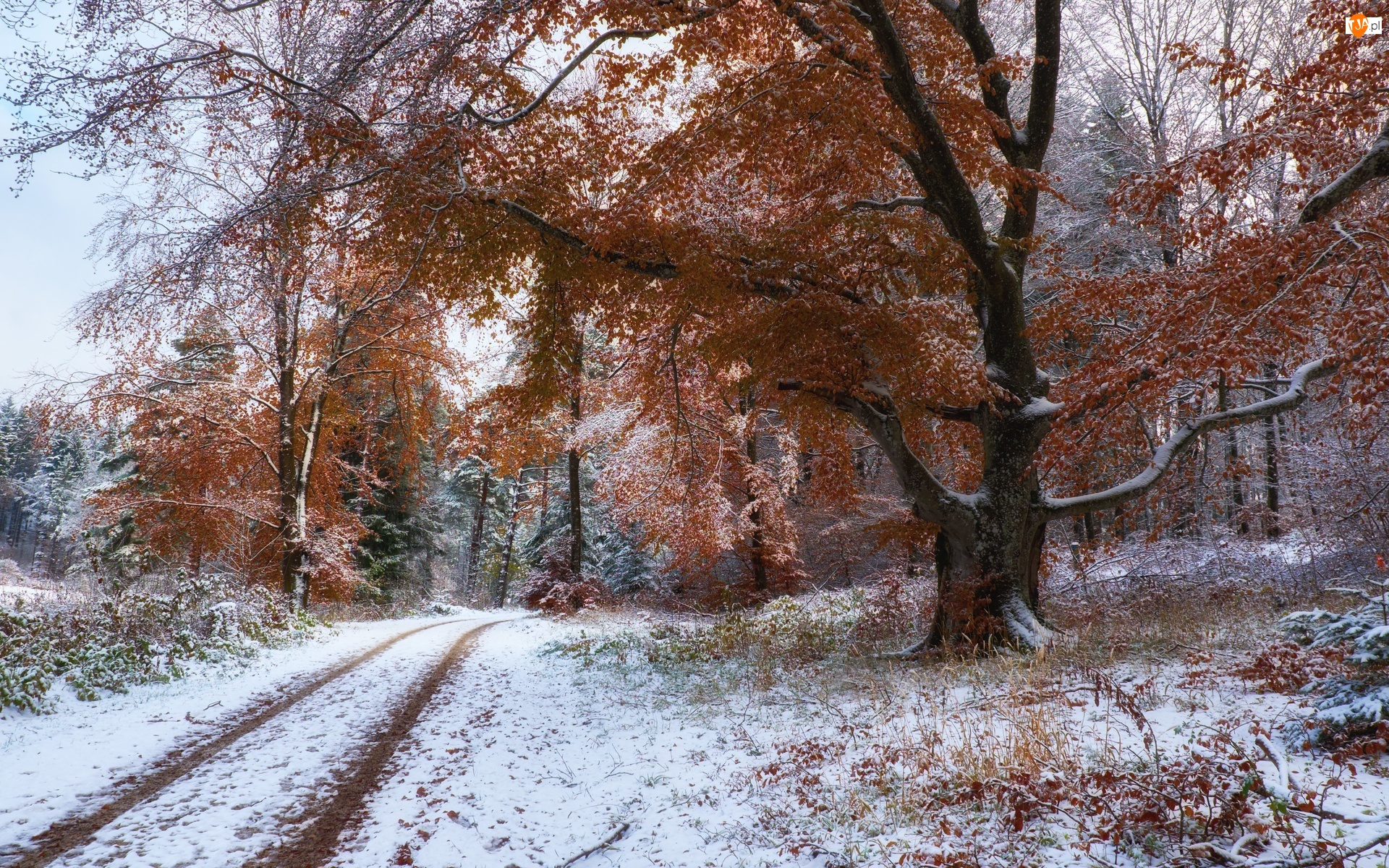 Las, Droga, Śnieg, Jesień, Drzewa