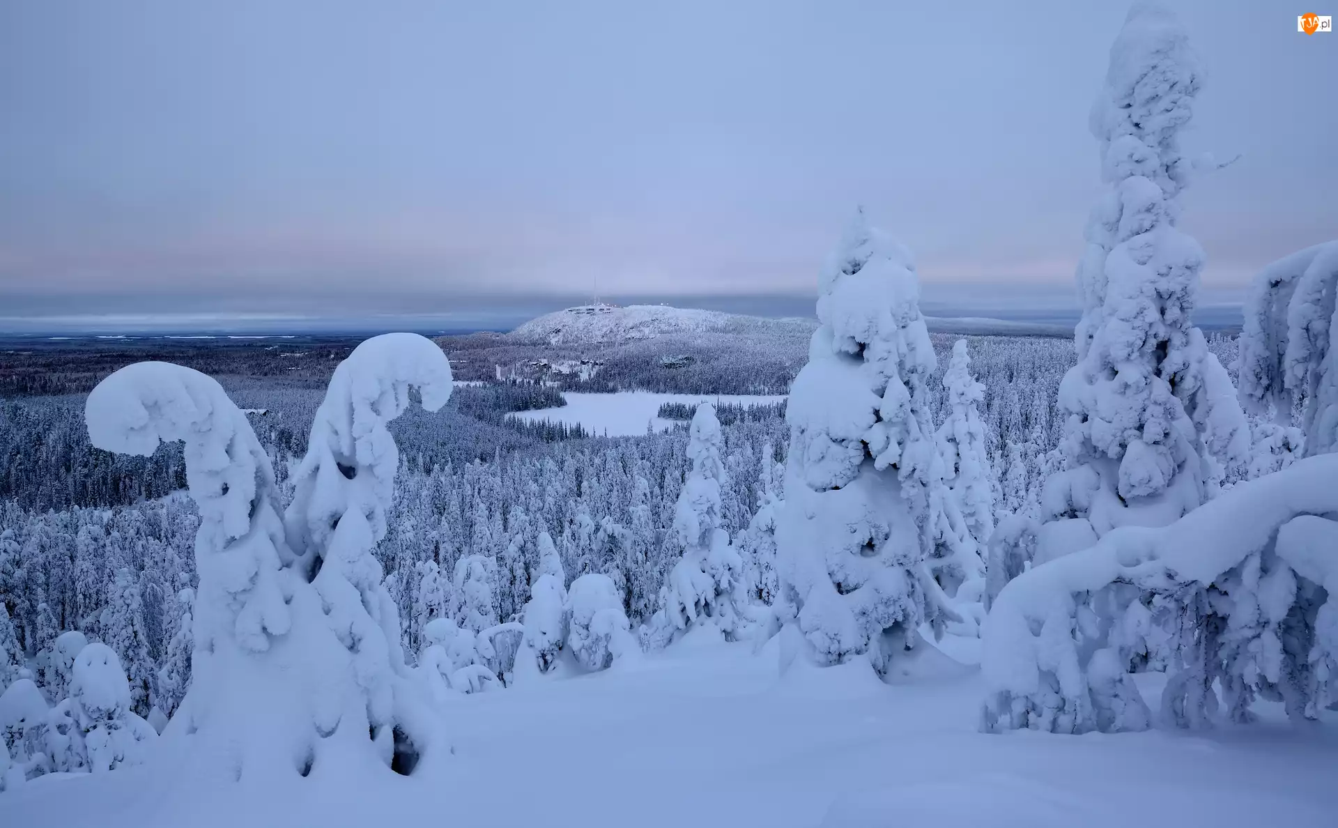 Drzewa, Zima, Rezerwat, Śnieg, Finlandia, Valtavaara, Góry, Laponia
