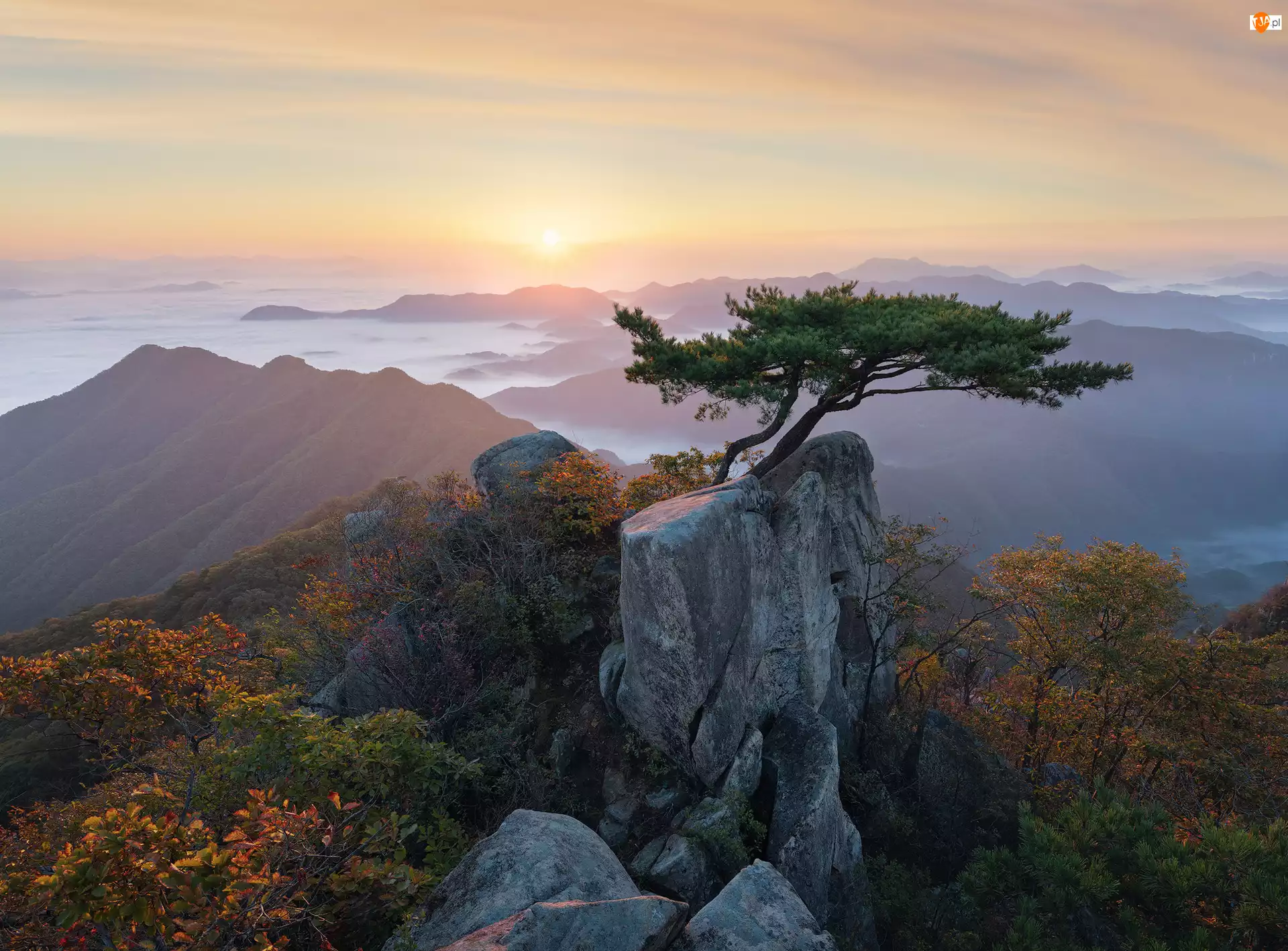 Mgła, Park Prowincjonalny Daedunsan, Sosny, Prowincja Jeolla Północna, Wschód Słońca, Góry, Korea Południowa, Drzewa