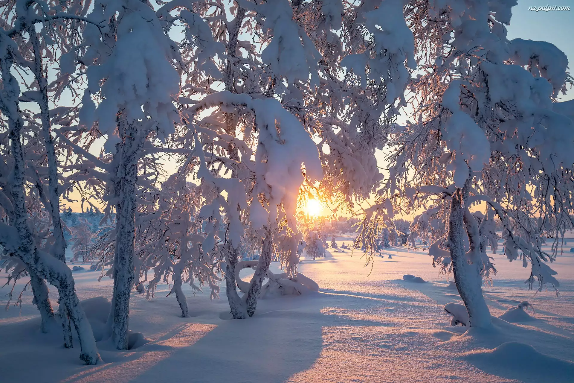 Zima, Wschód słońca, Ośnieżone, Drzewa