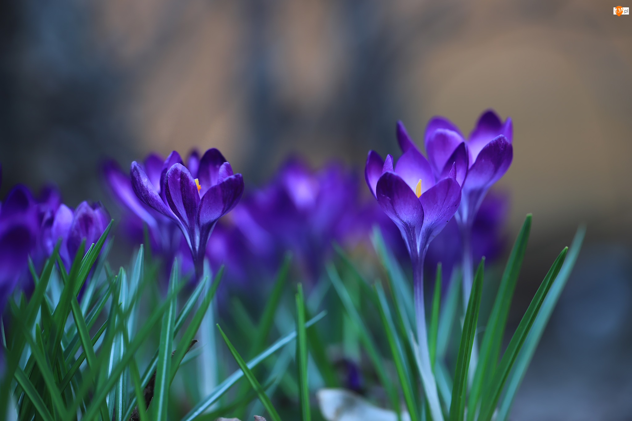 Музыка памяти крокус. Крокус Шафран синий. Крокусы Гейнц. Крокус синий цветок. Крокус Шафран голубой цветок.