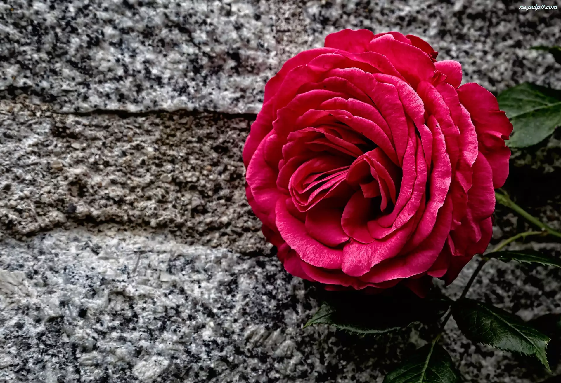 Kamień, Czerwona, Róża