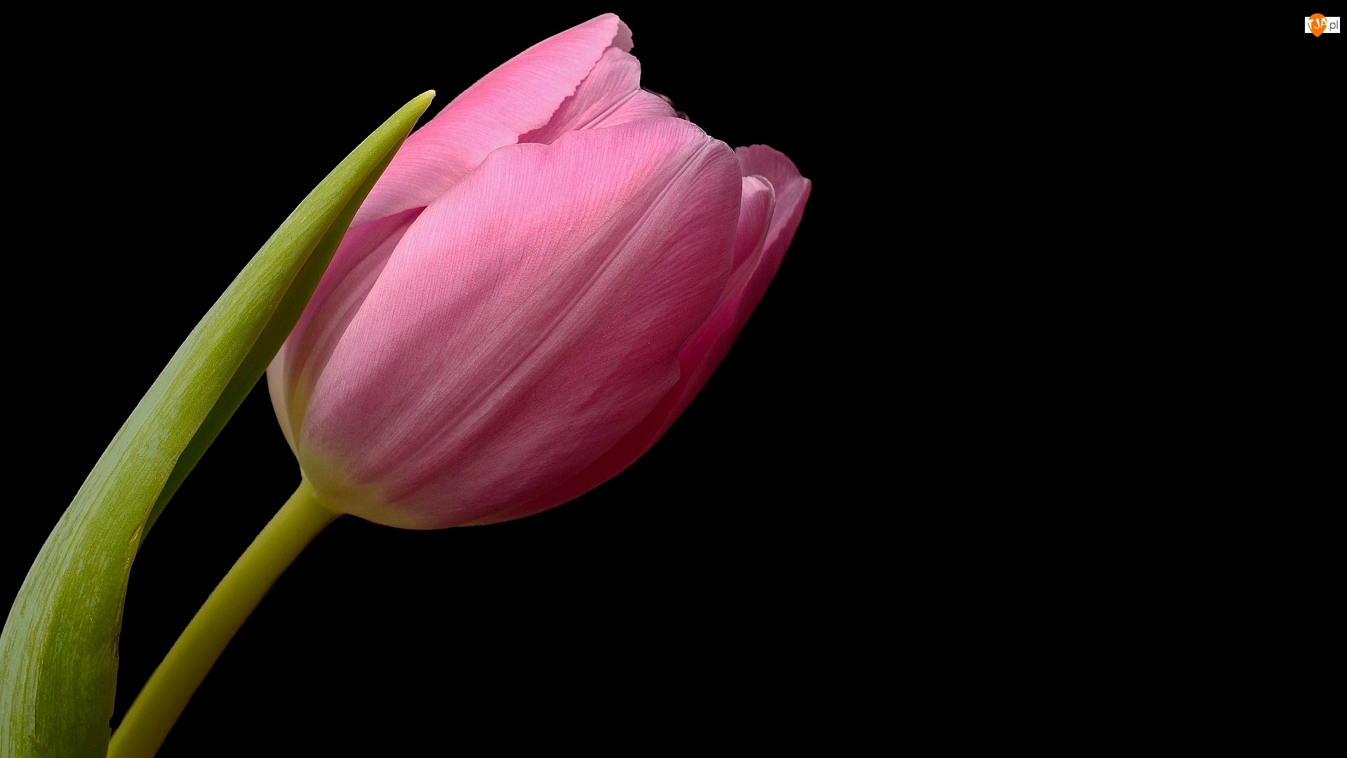 Czarne tło, Różowy, Tulipan