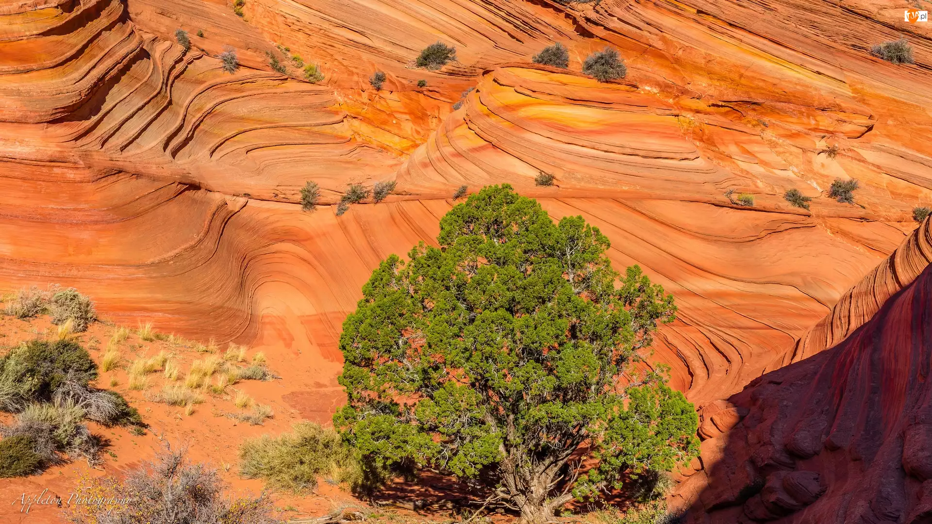 Drzewo, Skały, Park Narodowy Zion, Stany Zjednoczone, Rośliny, Stan Utah