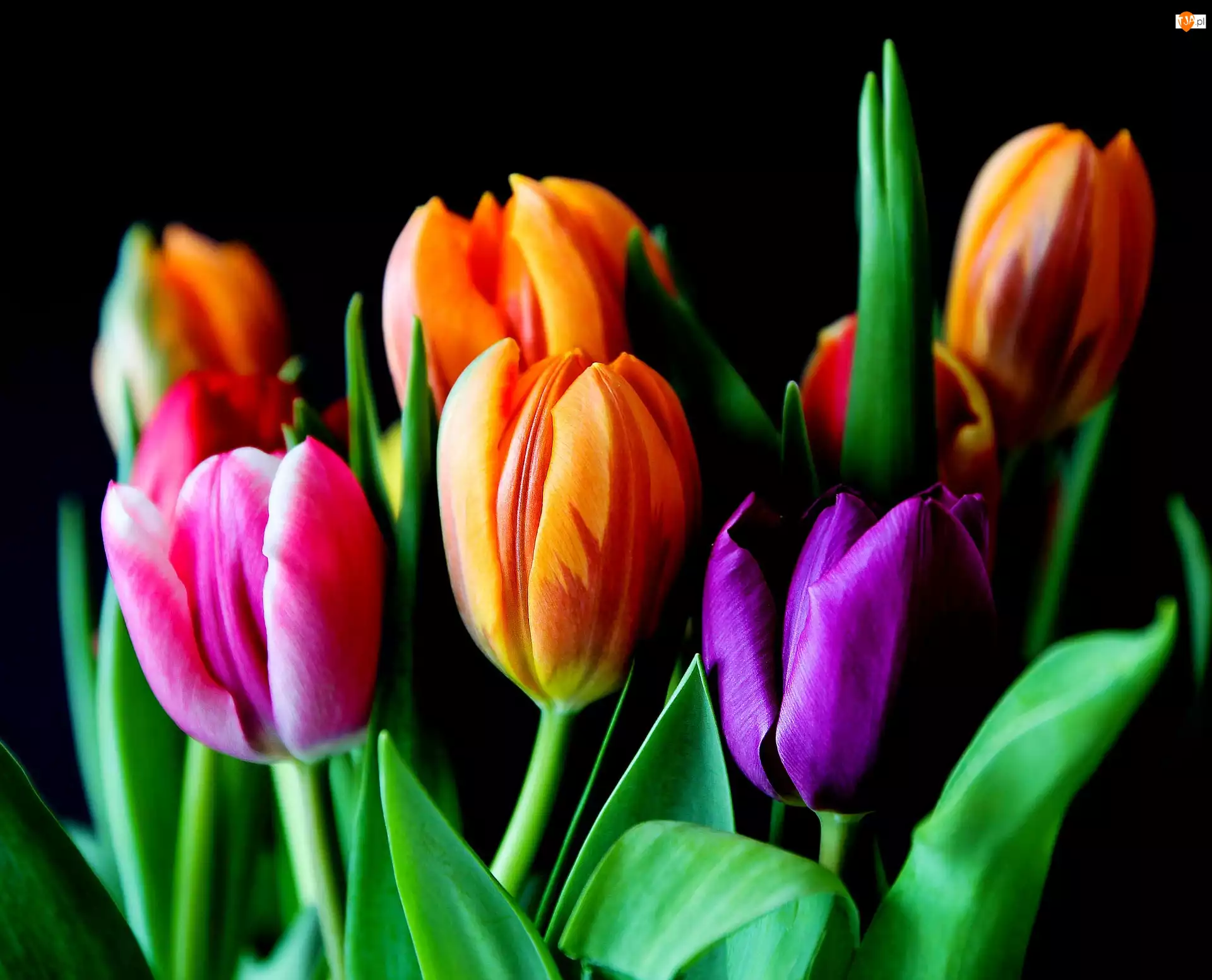 Tulipany, Tło, Kolorowe, Kwiaty, Ciemne