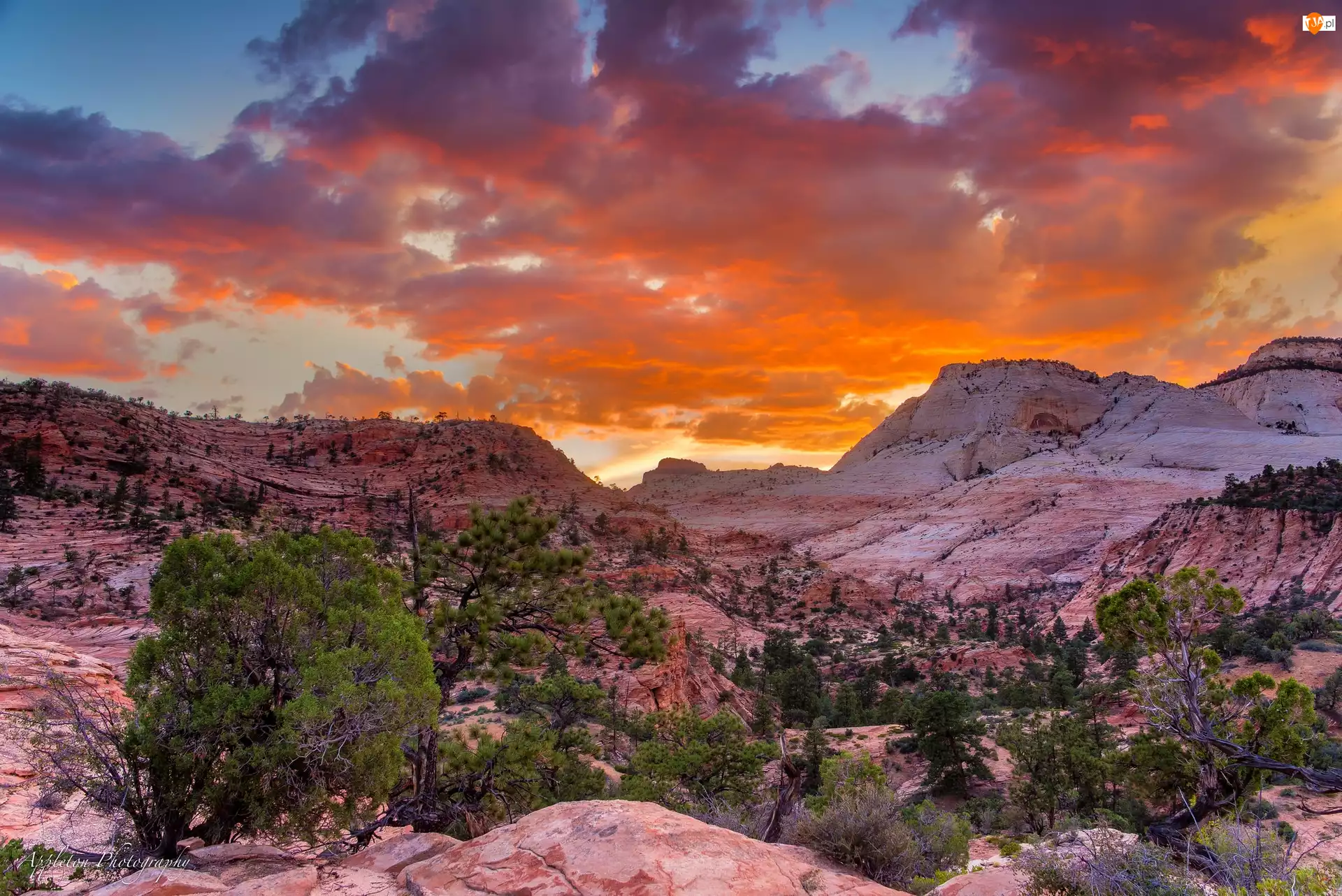 Skały, Park Narodowy Zion, Zachód słońca, Stany Zjednoczone, Drzewa, Stan Utah