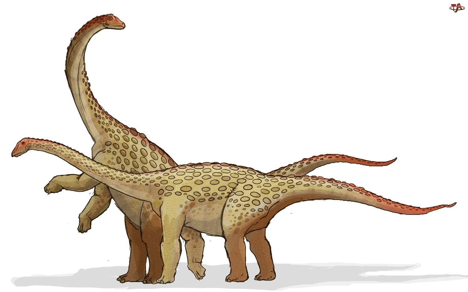 Brachiozaury, Dwa