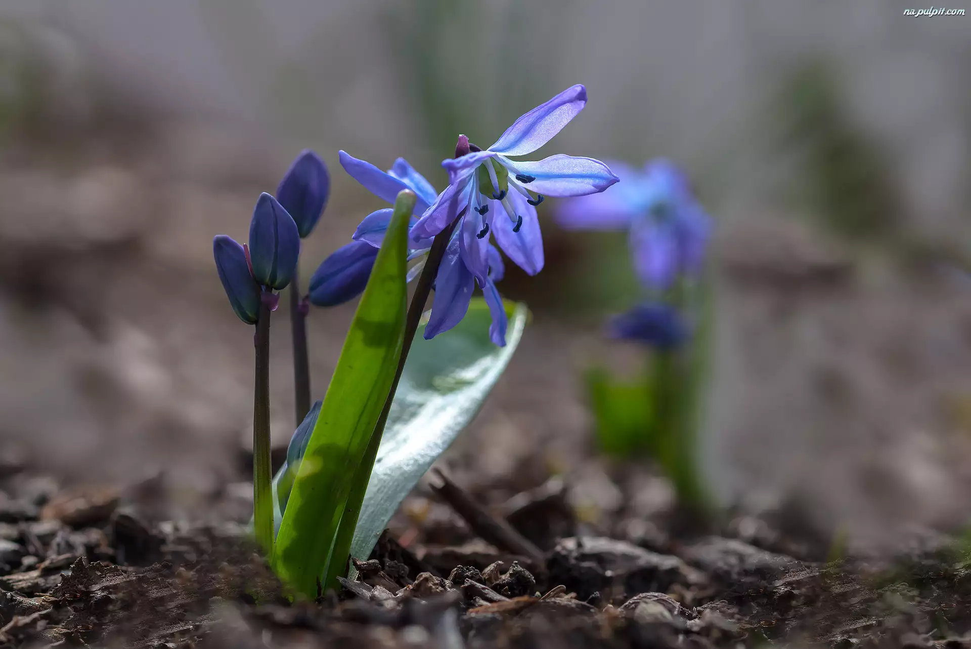 Cebulica, Kwiatek, Niebieski