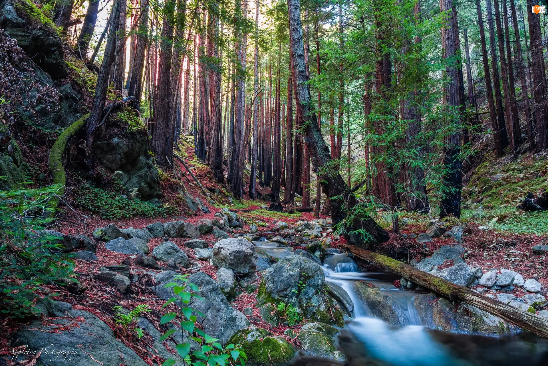 Drzewa, Park Narodowy Redwood, Stany Zjednoczone, Las, Kalifornia, Strumień, Drzewa