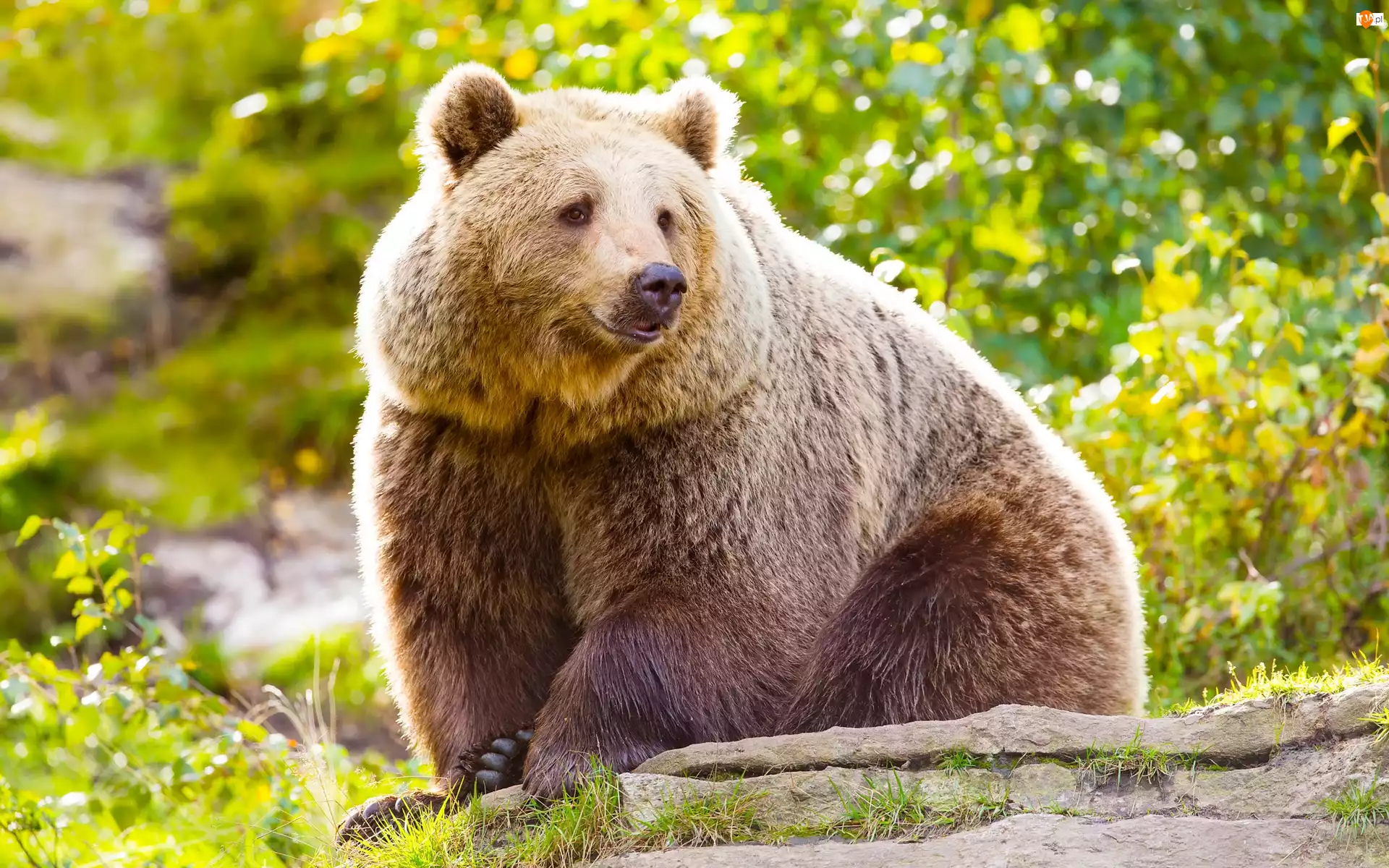 Niedźwiedź brunatny, Siedzący