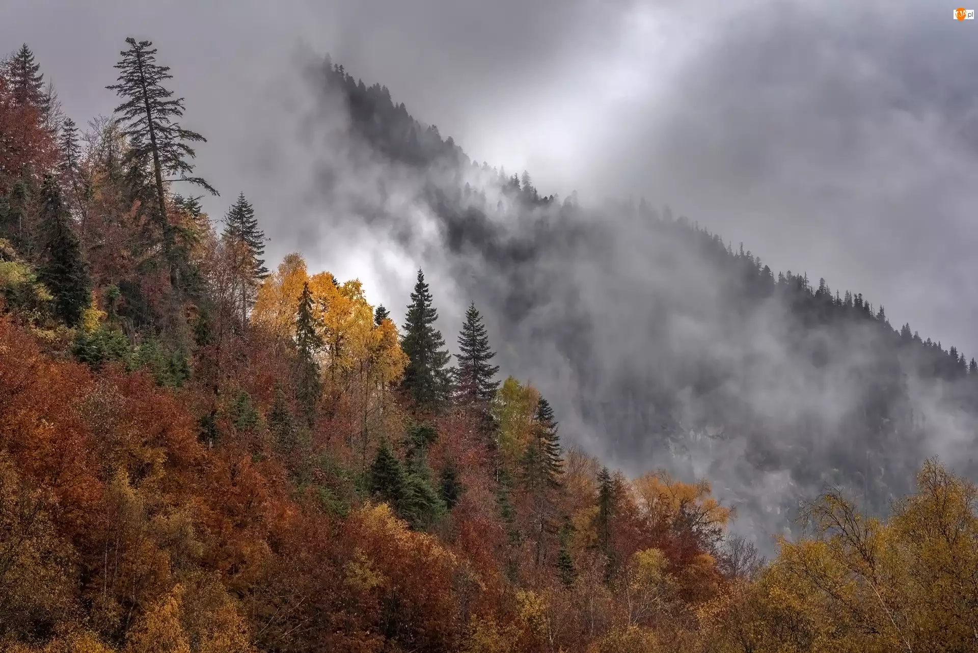 Mgła, Góry, Drzewa, Jesień, Zbocze