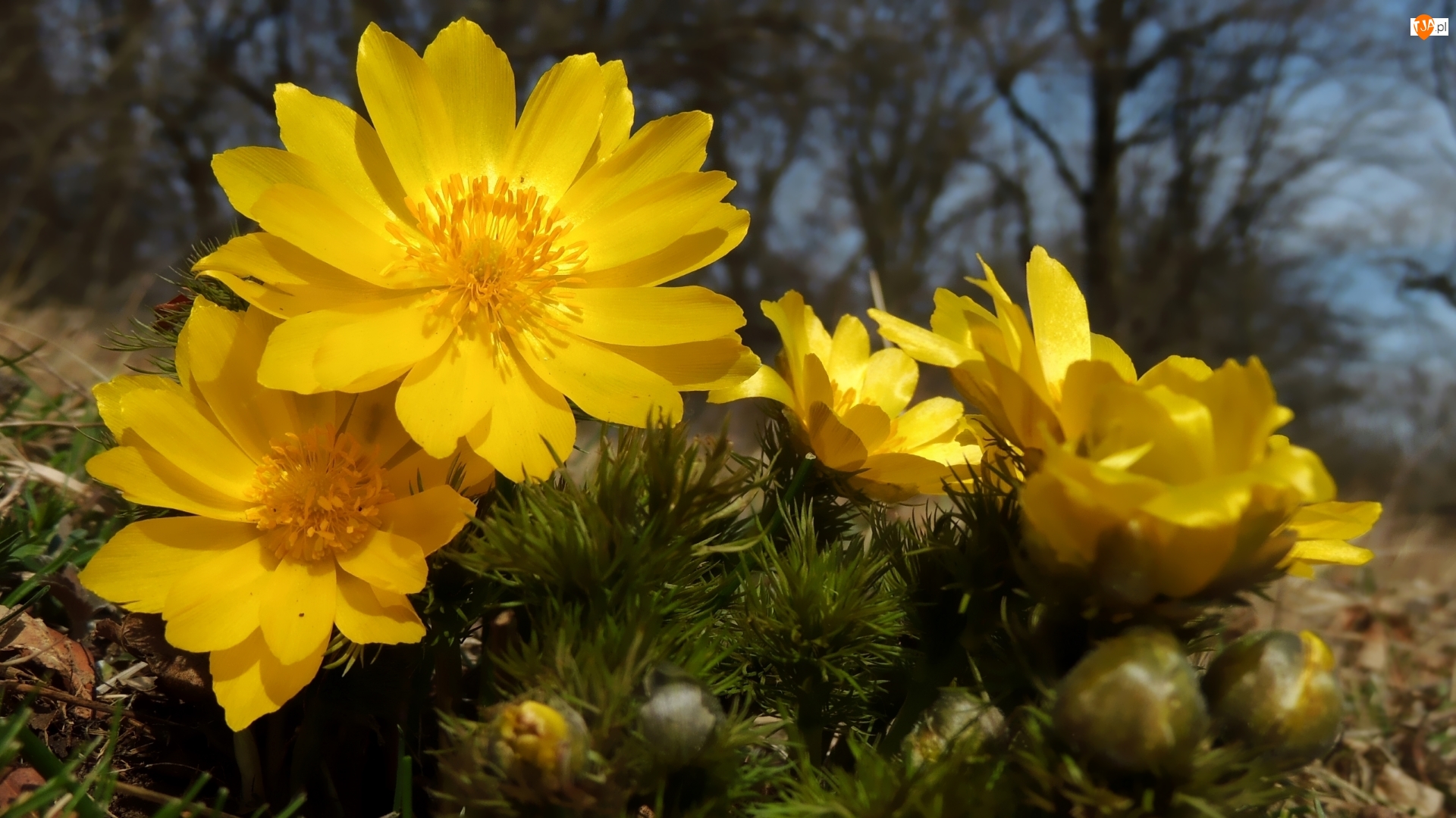Zbliżenie, Miłek wiosenny, Żółte, Kwiaty