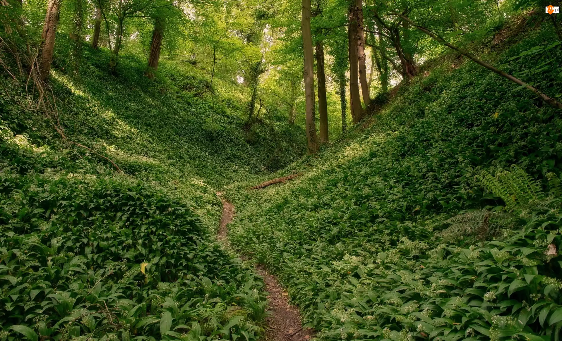 Ścieżka, Las, Drzewa, Roślinność