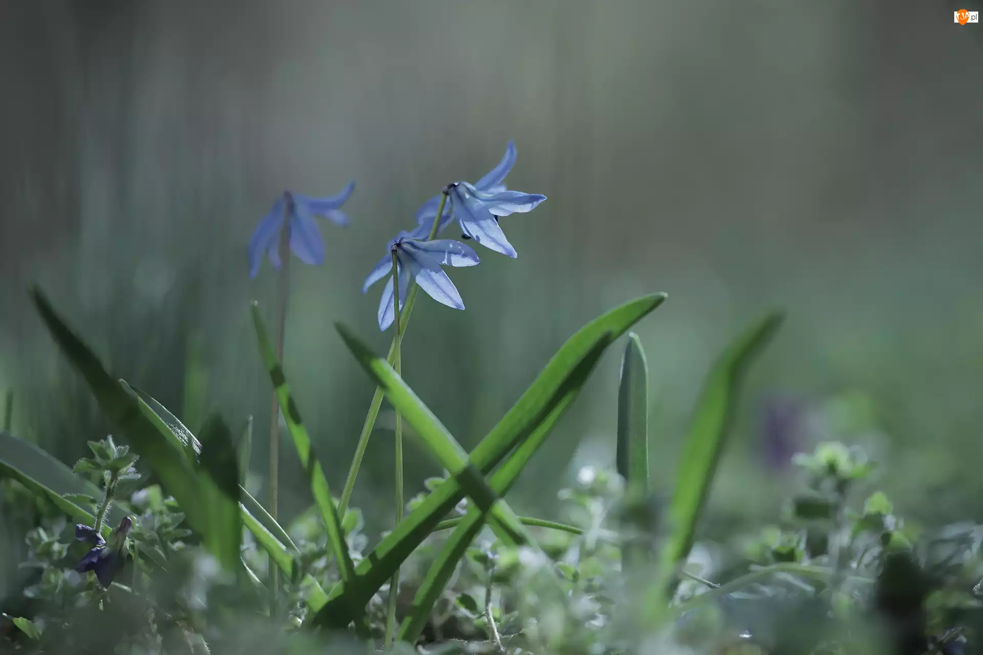 Kwiaty, Cebulica syberyjska, Zbliżenie, Niebieskie