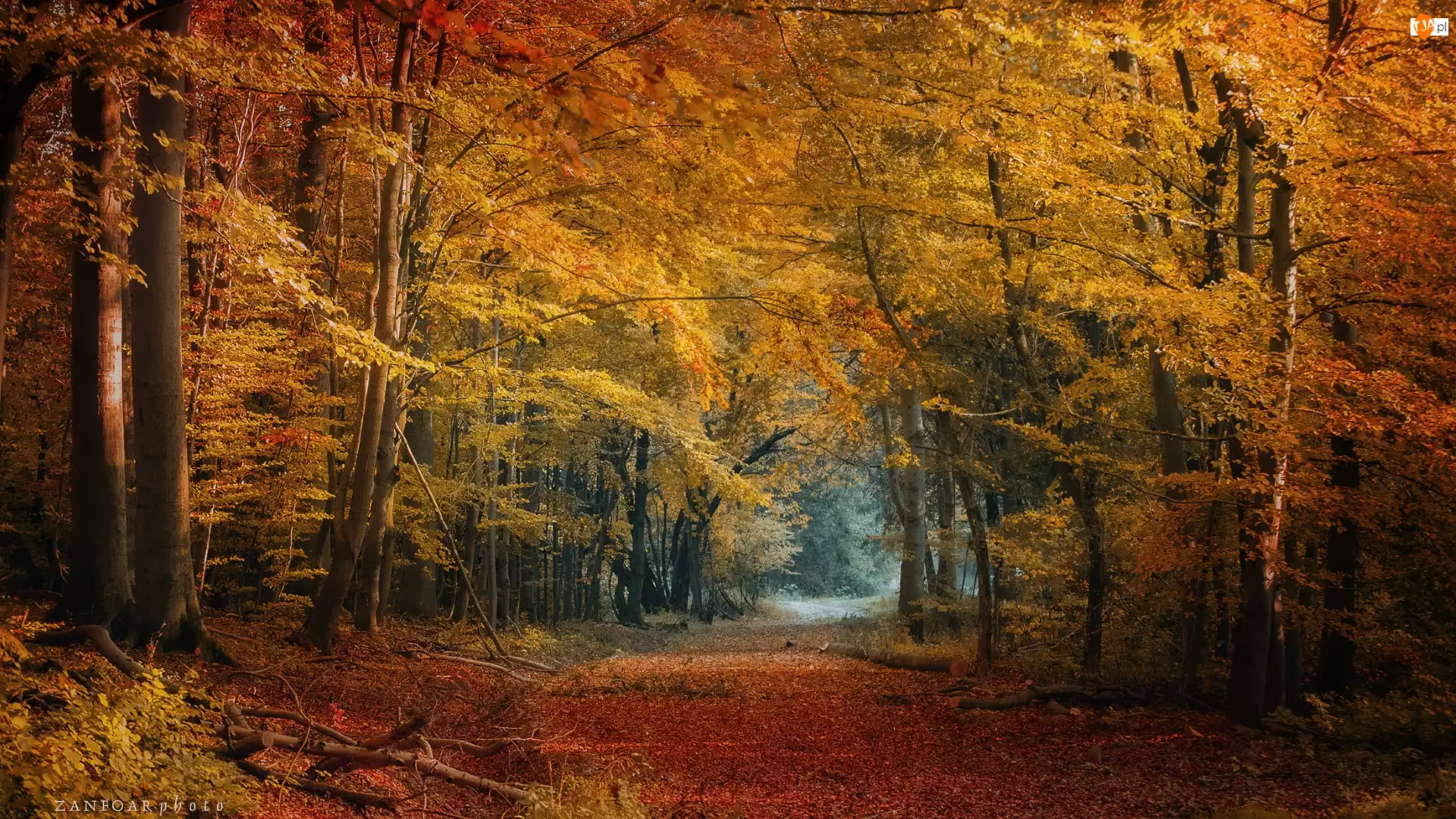 Las, Ścieżka, Drzewa, Jesień, Droga