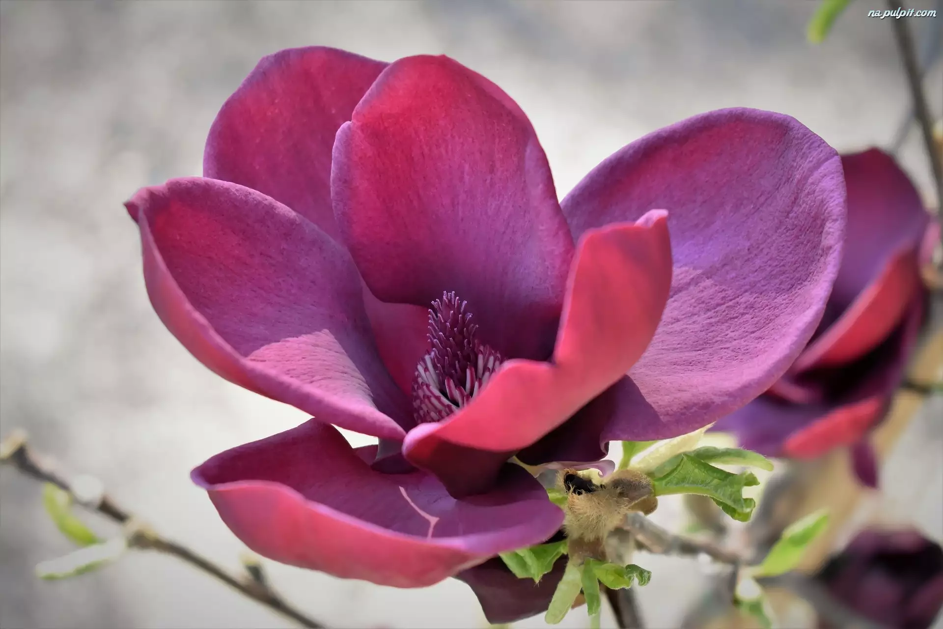 Magnolia, Różowy, Kwiat, Rozwinięta