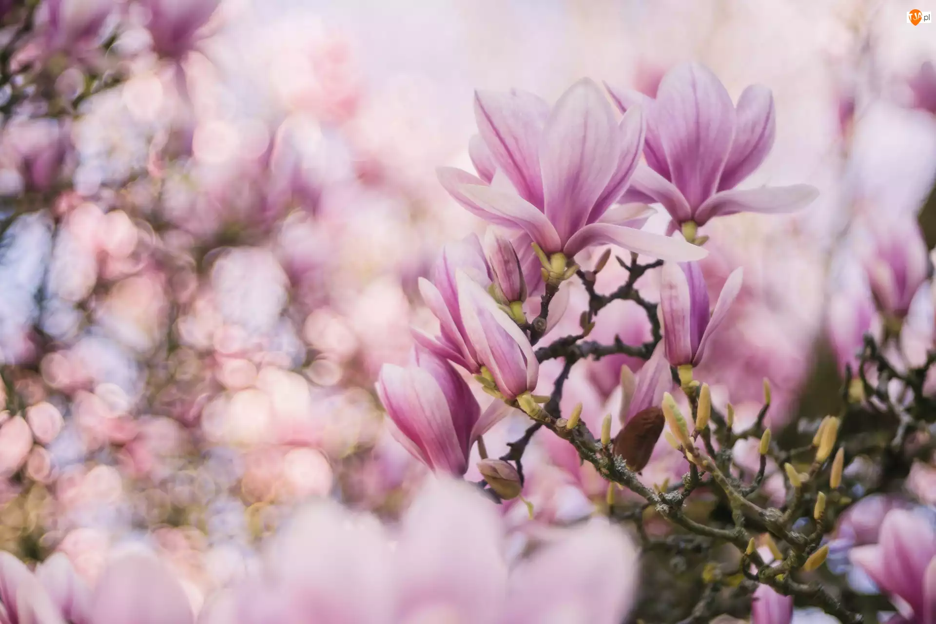 Bokeh, Kwiaty, Magnolia