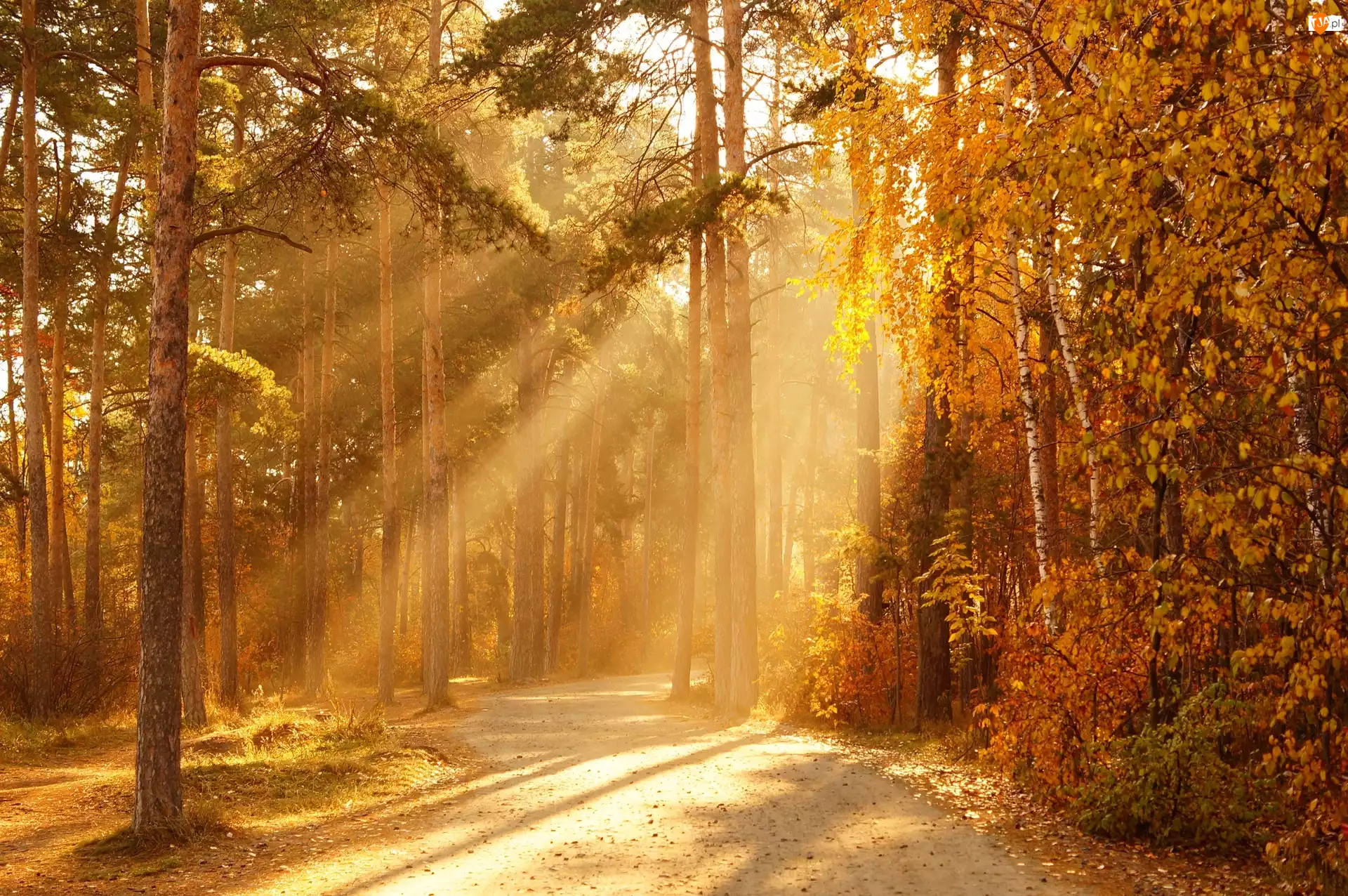 Las, Jesień, Przebijające światło, Dzień, Drzewa, Słoneczny