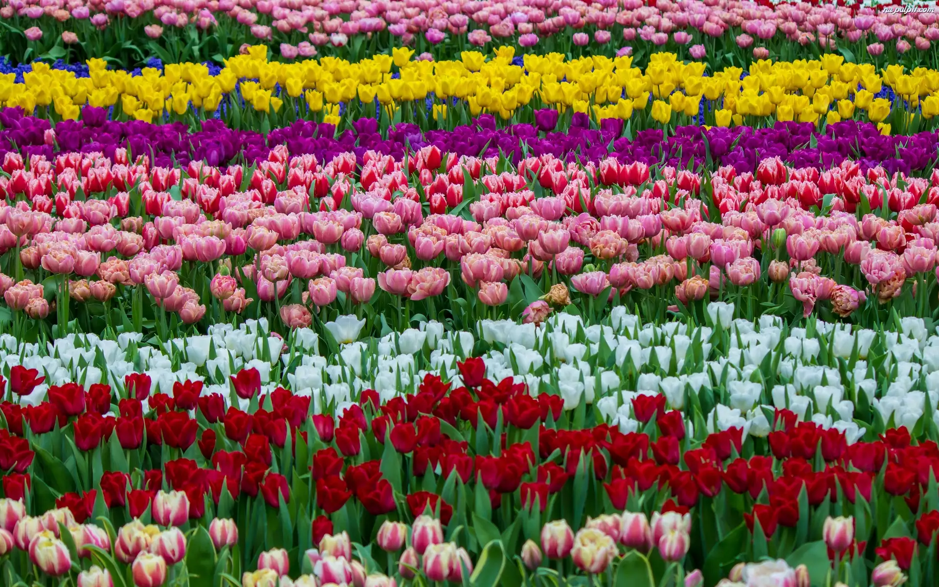 Kwiaty, Pole, Kolorowe, Tulipany