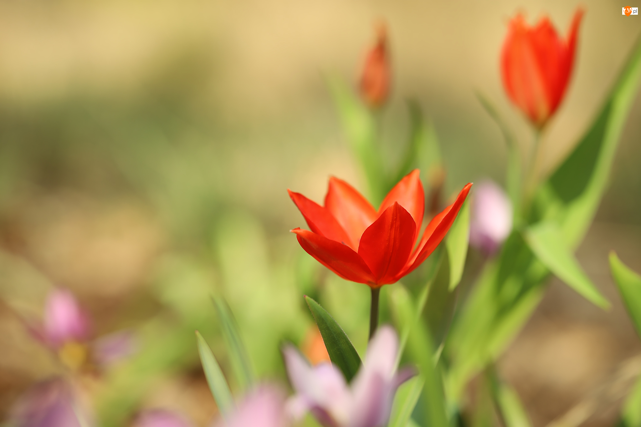 Zbliżenie, Czerwony, Tulipan, Kwiat