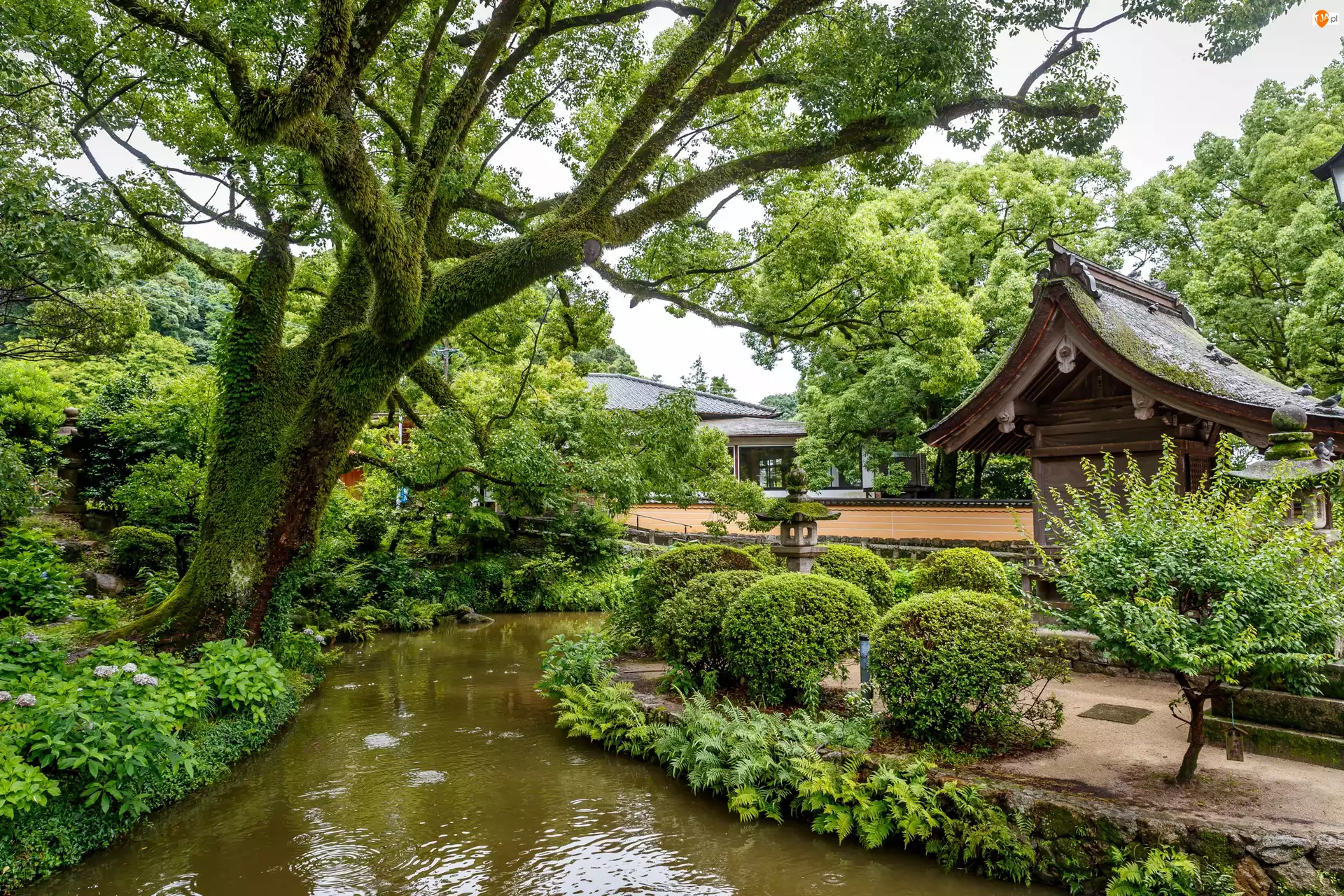 Ogród japoński, Park, Drzewa, Dom, Staw, Krzewy