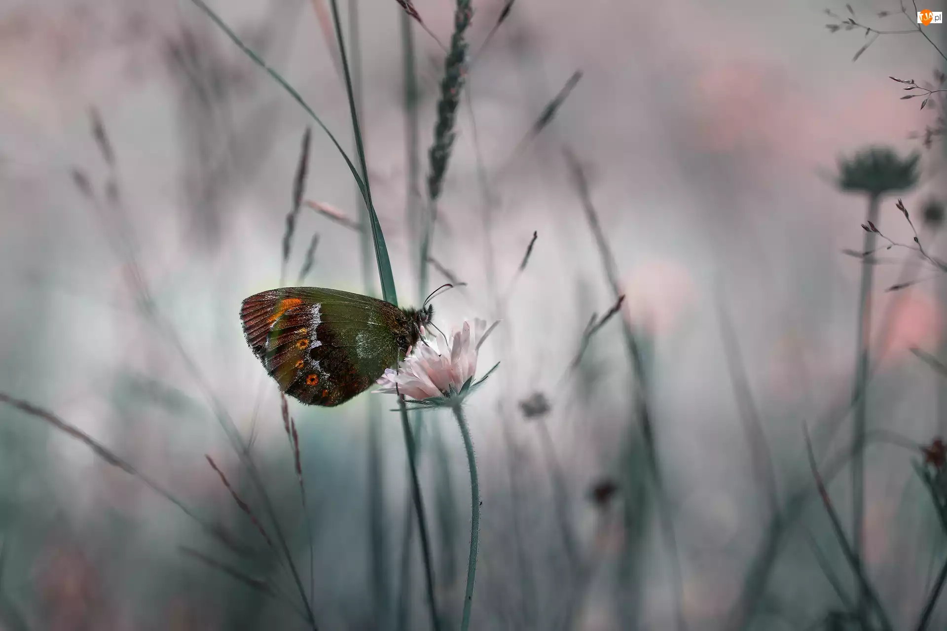 Zbliżenie, Motyl, Kwiat