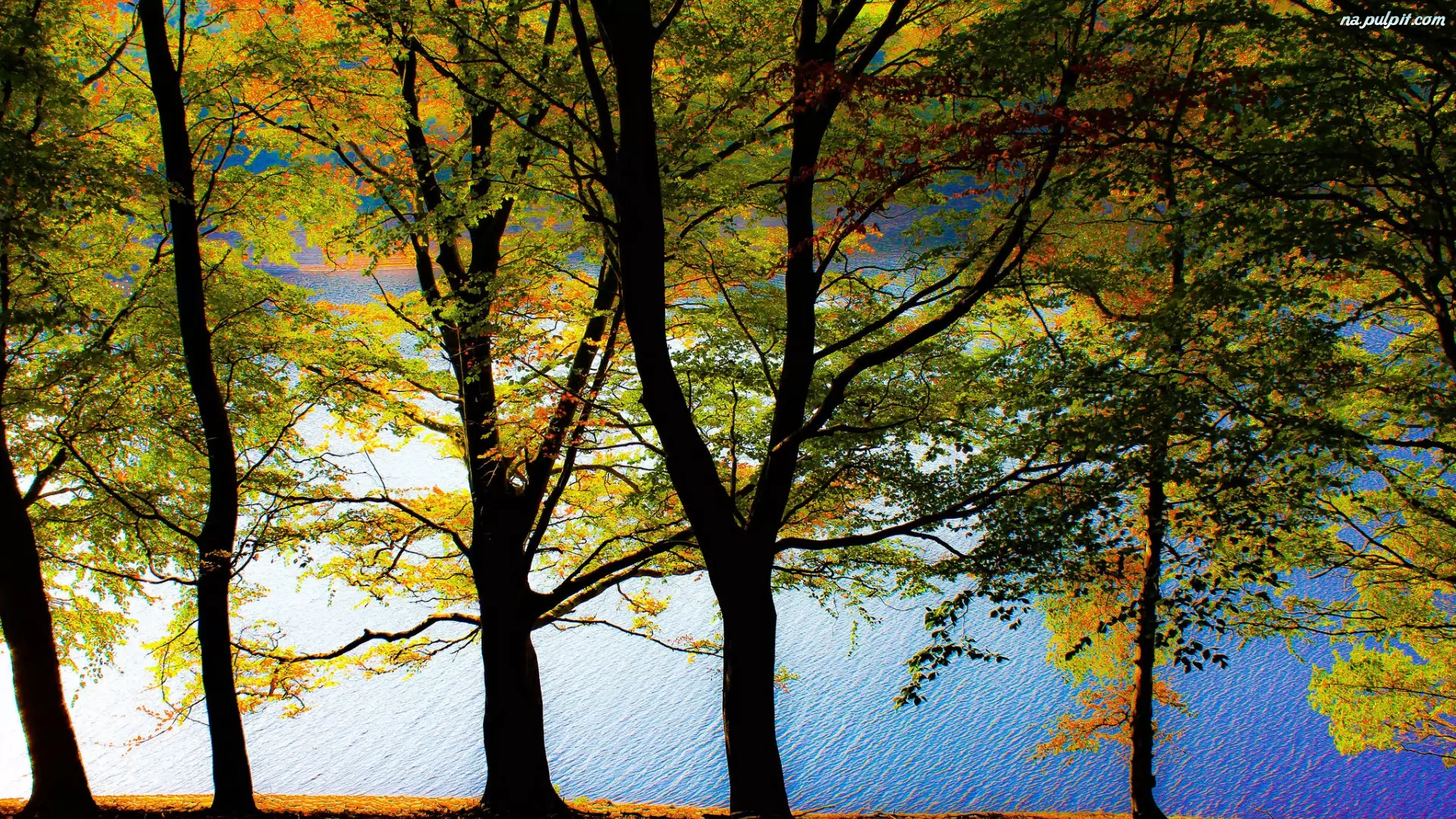 Jezioro, Drzewa, Kolorowe, Liście