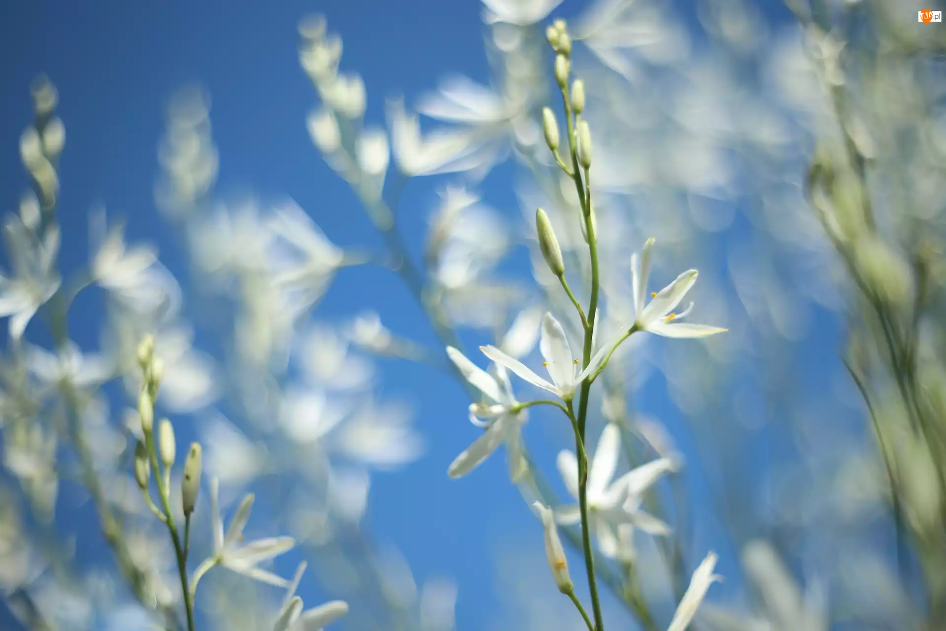 Niebieskie tło, Pajęcznica liliowata, Białe, Kwiaty