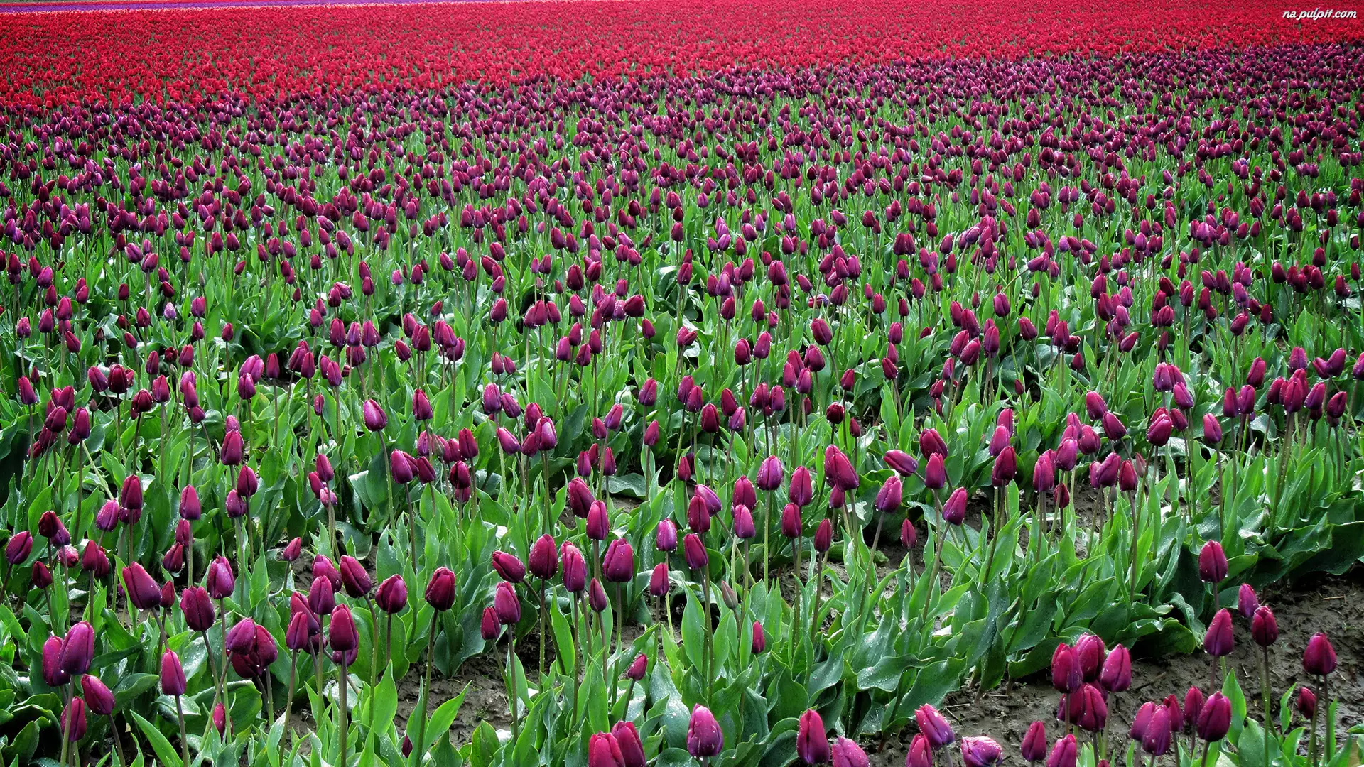 Tulipanów, Kwiaty, Pole