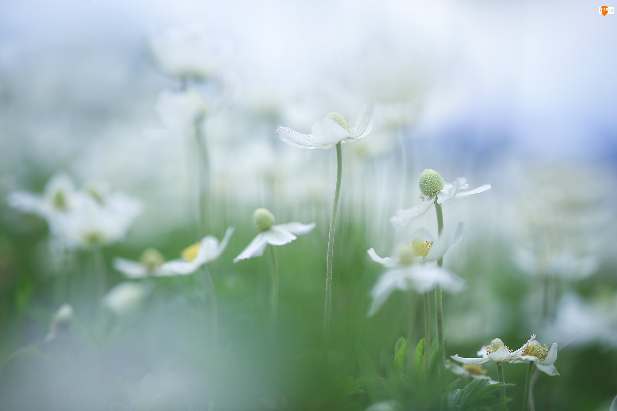 Kwiaty, Zawilce wielkokwiatowe, Białe