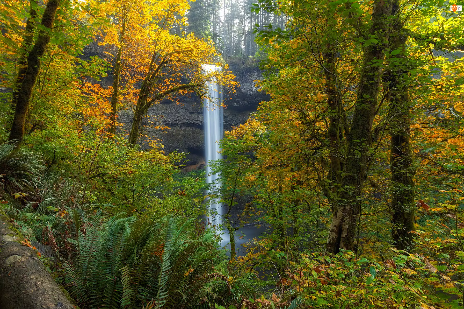 Park miejski Silver Falls, Wodospad South Falls, Paprocie, Oregon, Las, Jesień, Stany Zjednoczone, Drzewa