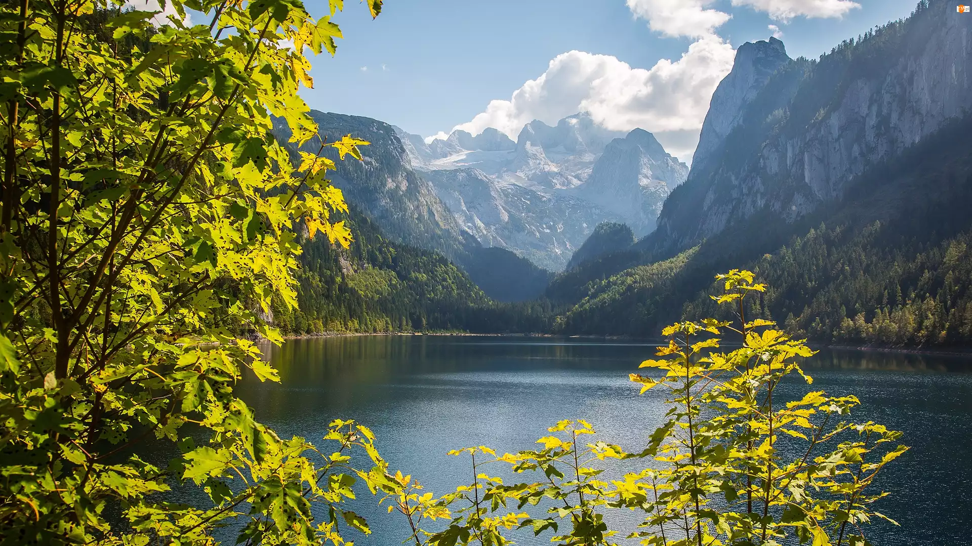 Góry, Alpy Salzburskie, Austria, Jezioro Gosauseen, Powiat Gmunden, Drzewa, Lasy